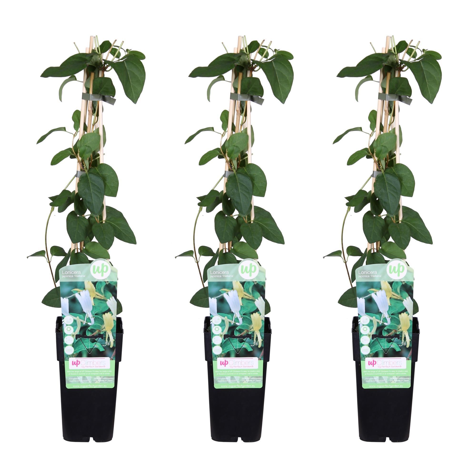 3x - Lonicera japonica 'Halliana' - ?65cm - Ø15