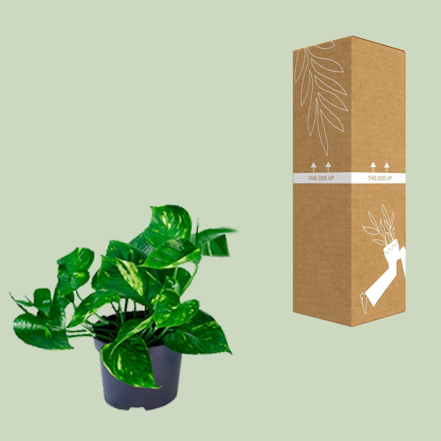 Epipremnum Pinnatum - Ø12 -?20cm