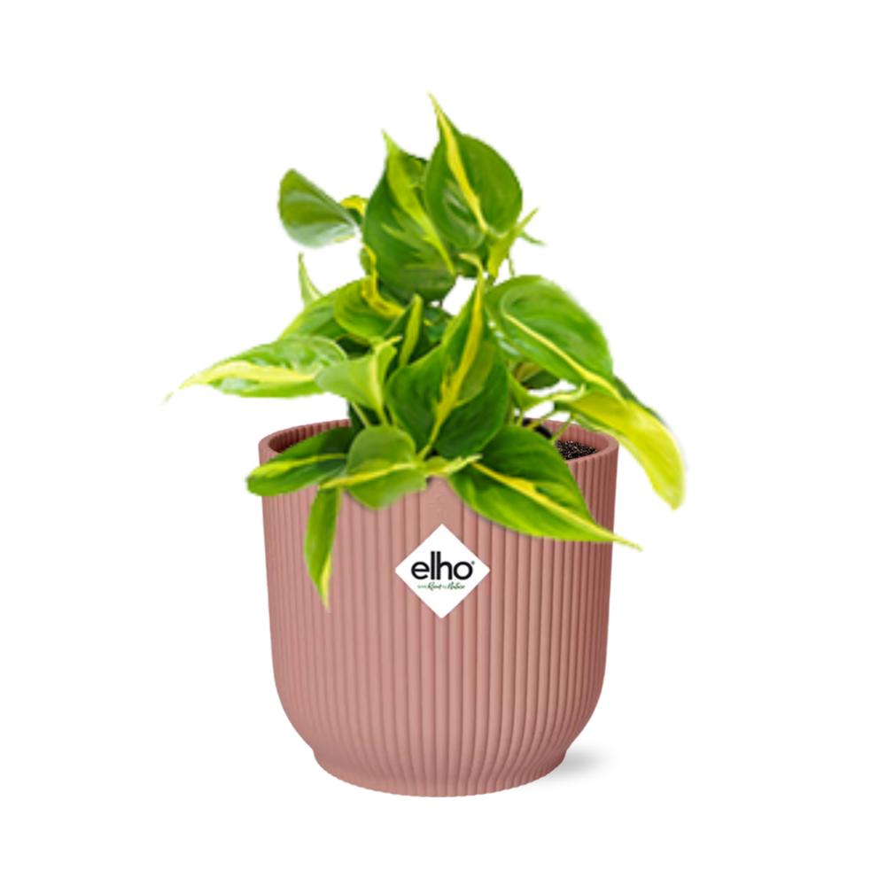 Philodendron Scandens 'Brasil' in ELHO Vibes Fold 14cm roze
