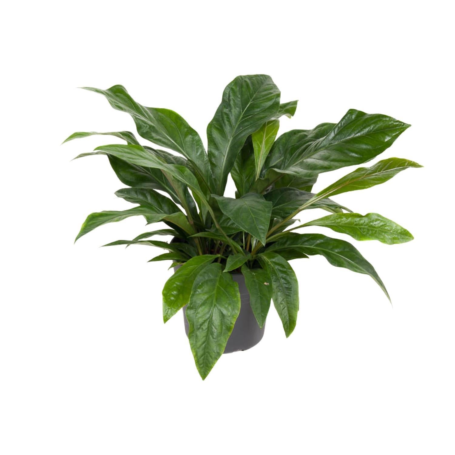 Anthurium Jungle Struik - Ø30cm - ↕70cm