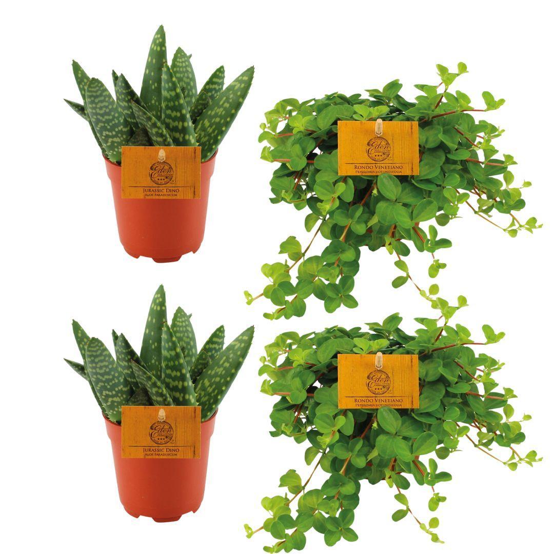 2x Aloe Paradisicum + 2x Peperomia Rotundifolia - 4 stuks - Ø10,5cm - ↕10cm