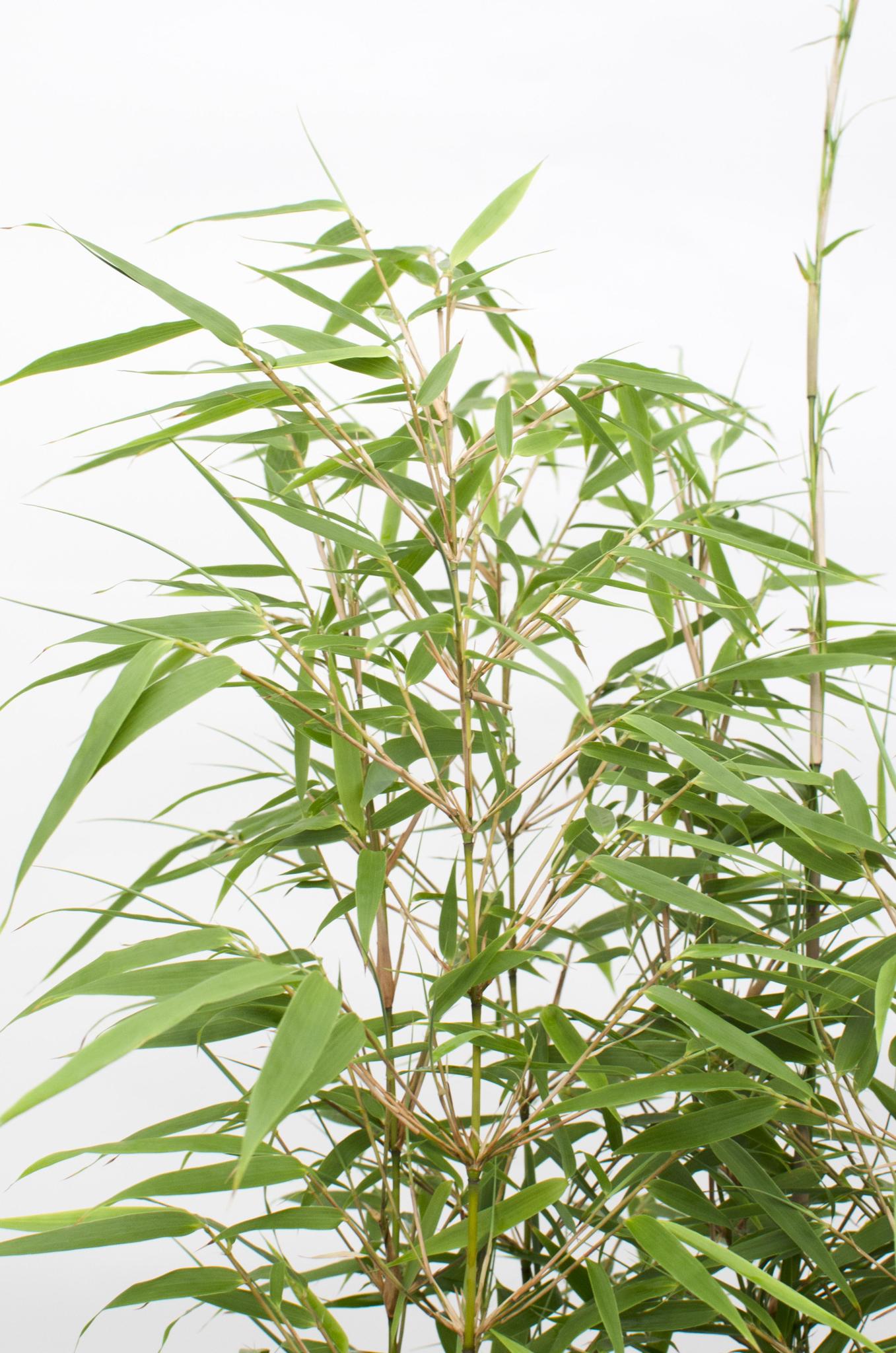 4x Fargesia rufa - ?60cm - Ø19