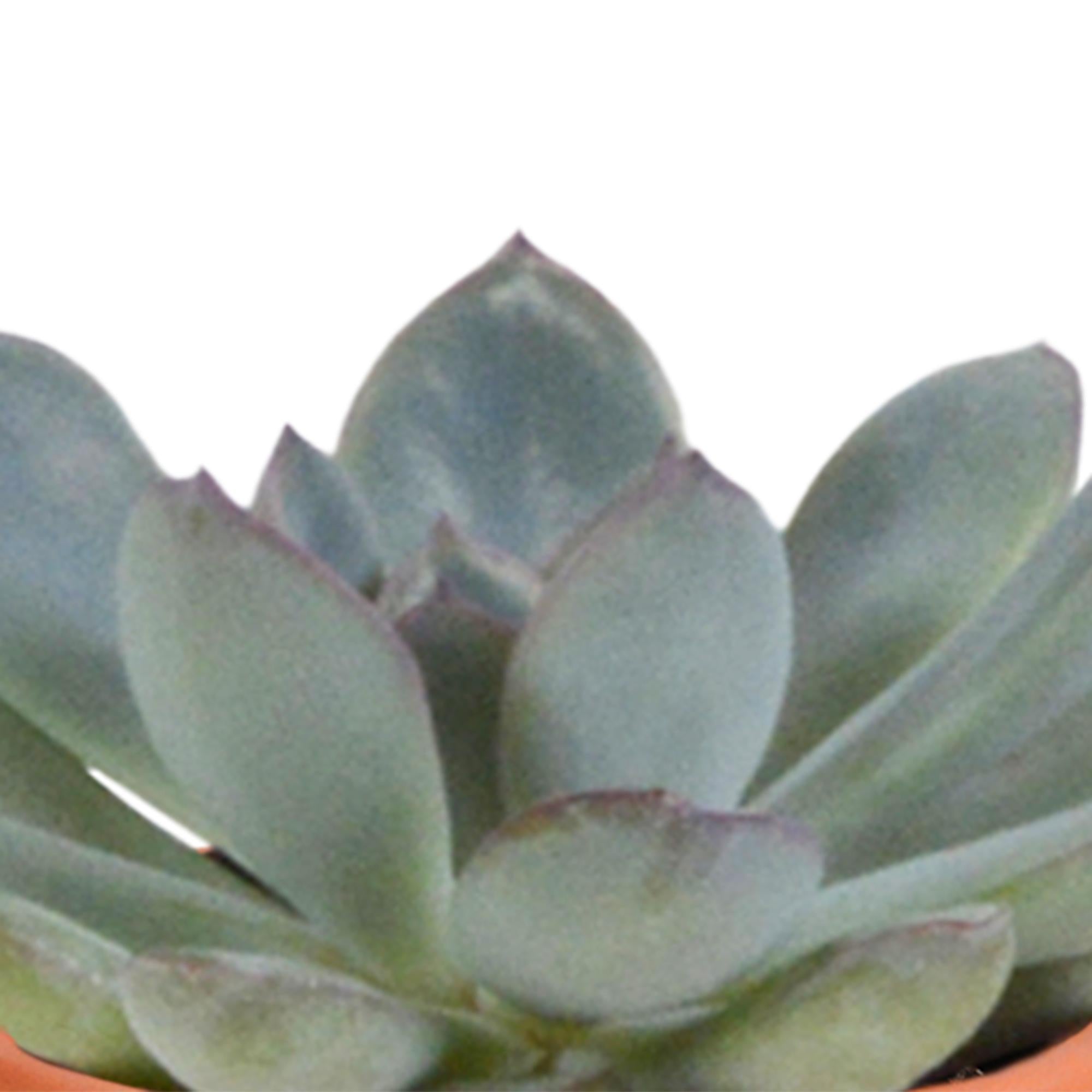 Cactus en vetplantenmix 5,5 cm | 15 stuks - in Mexicaanse pot