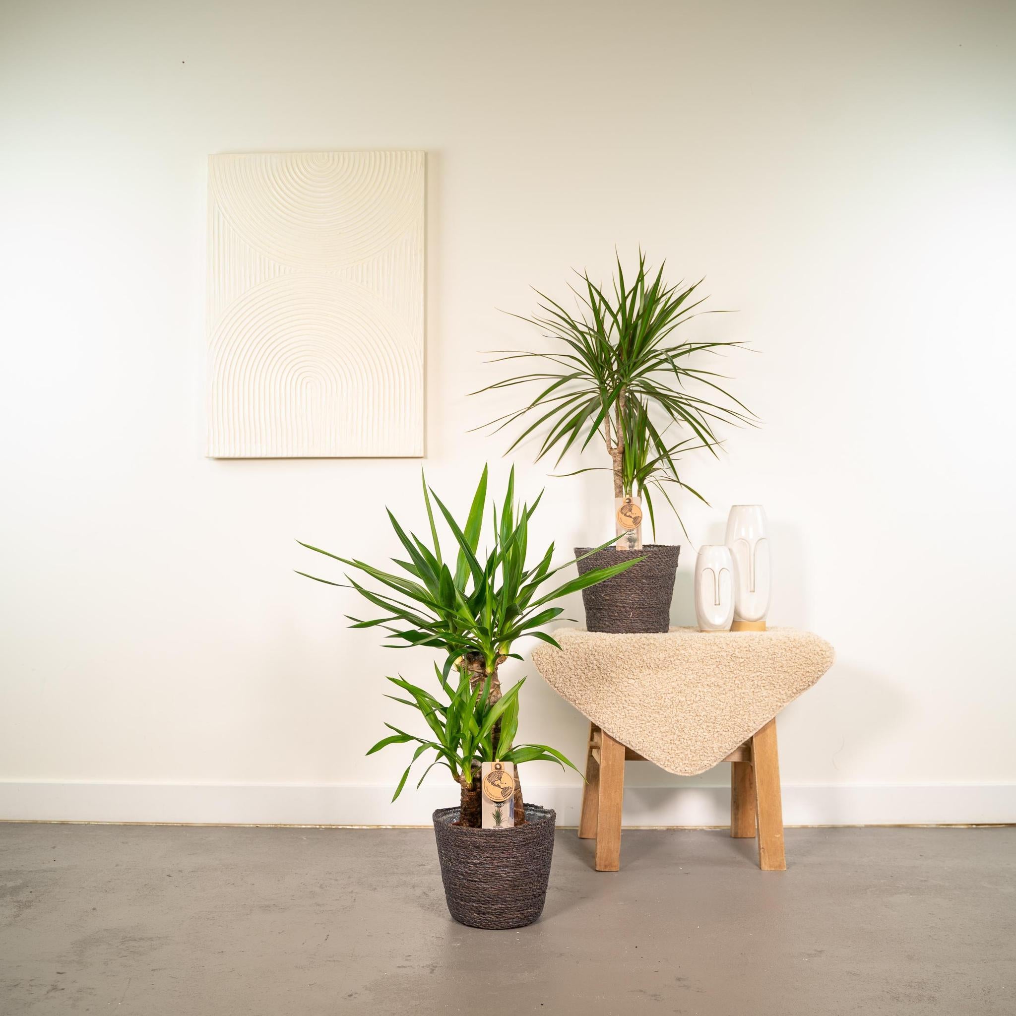 Dracaena?70cm - Ø17cm + Yucca?90cm - Ø17cm