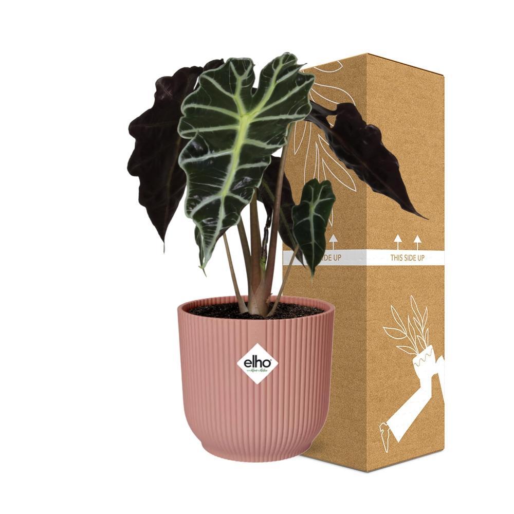 Alocasia 'Polly' in ELHO Vibes Fold 14cm roze