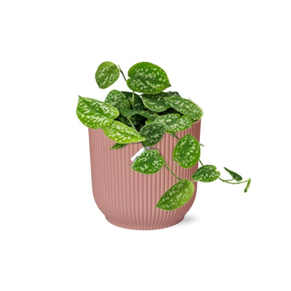 Scindapsus Pictus 'Argyraeus' in ELHO Vibes Fold 14cm roze