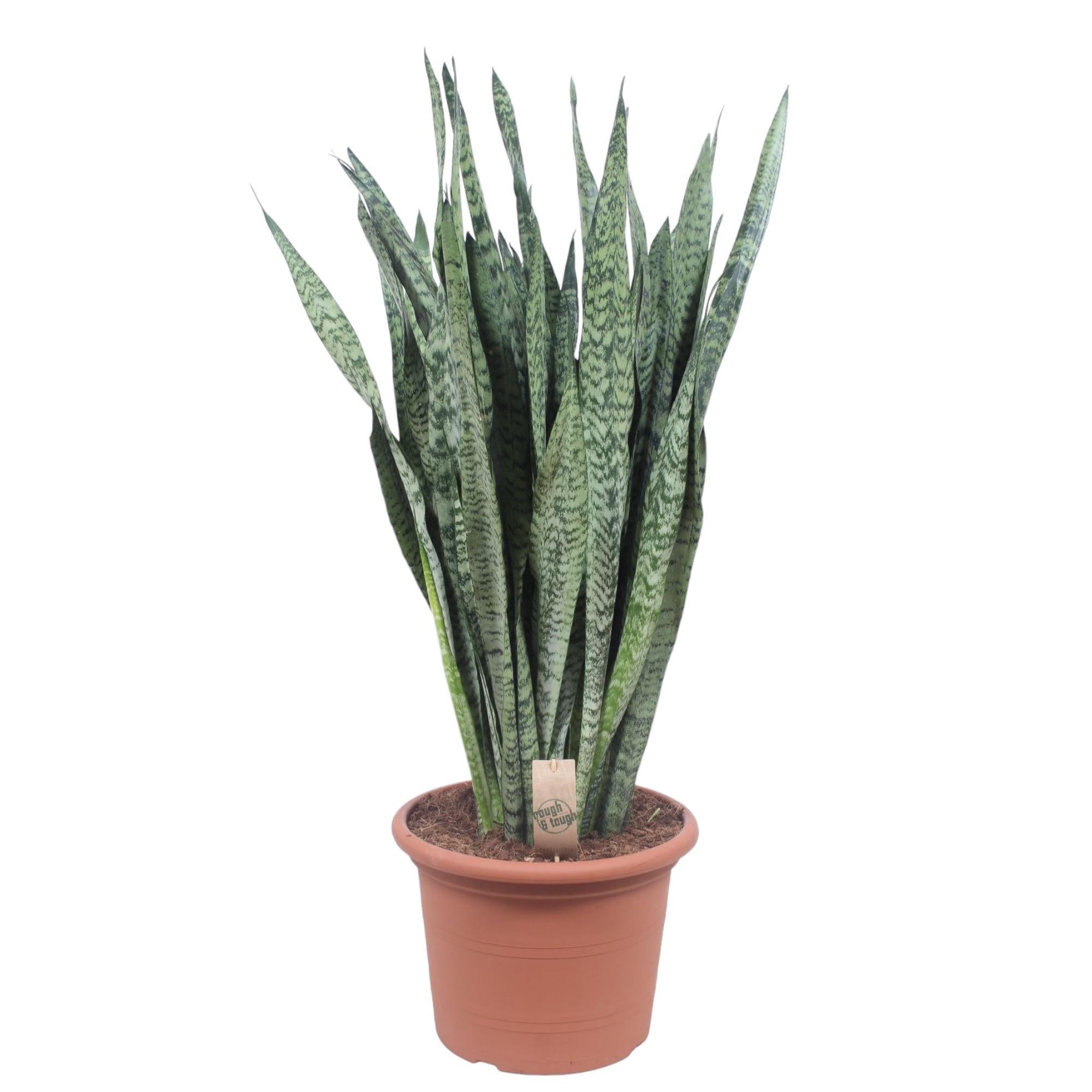 Vrouwentong Zeylenica - 110 cm - ø35