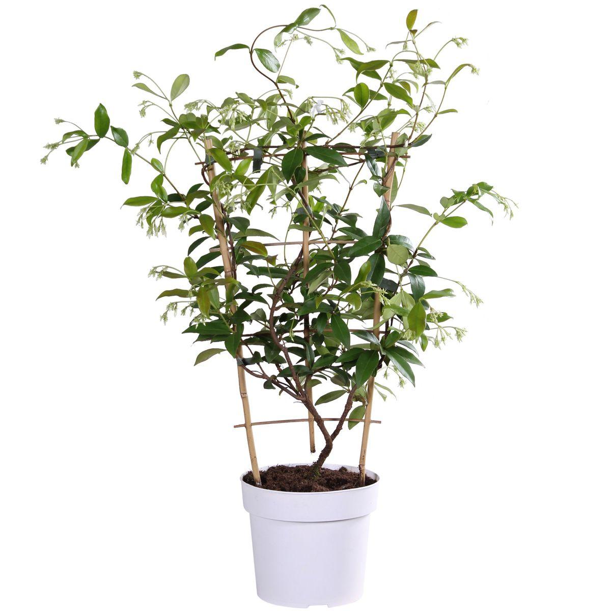 Trachelospermum 'Star of Toscana' - Toscaanse Jasmijn Geel