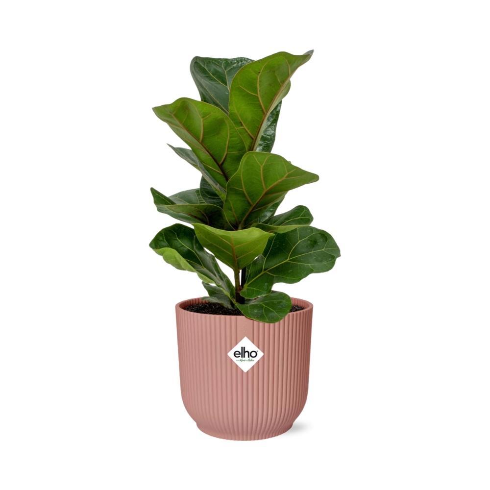 Ficus Lyrata 'Bambino' in ELHO Vibes Fold 14cm roze