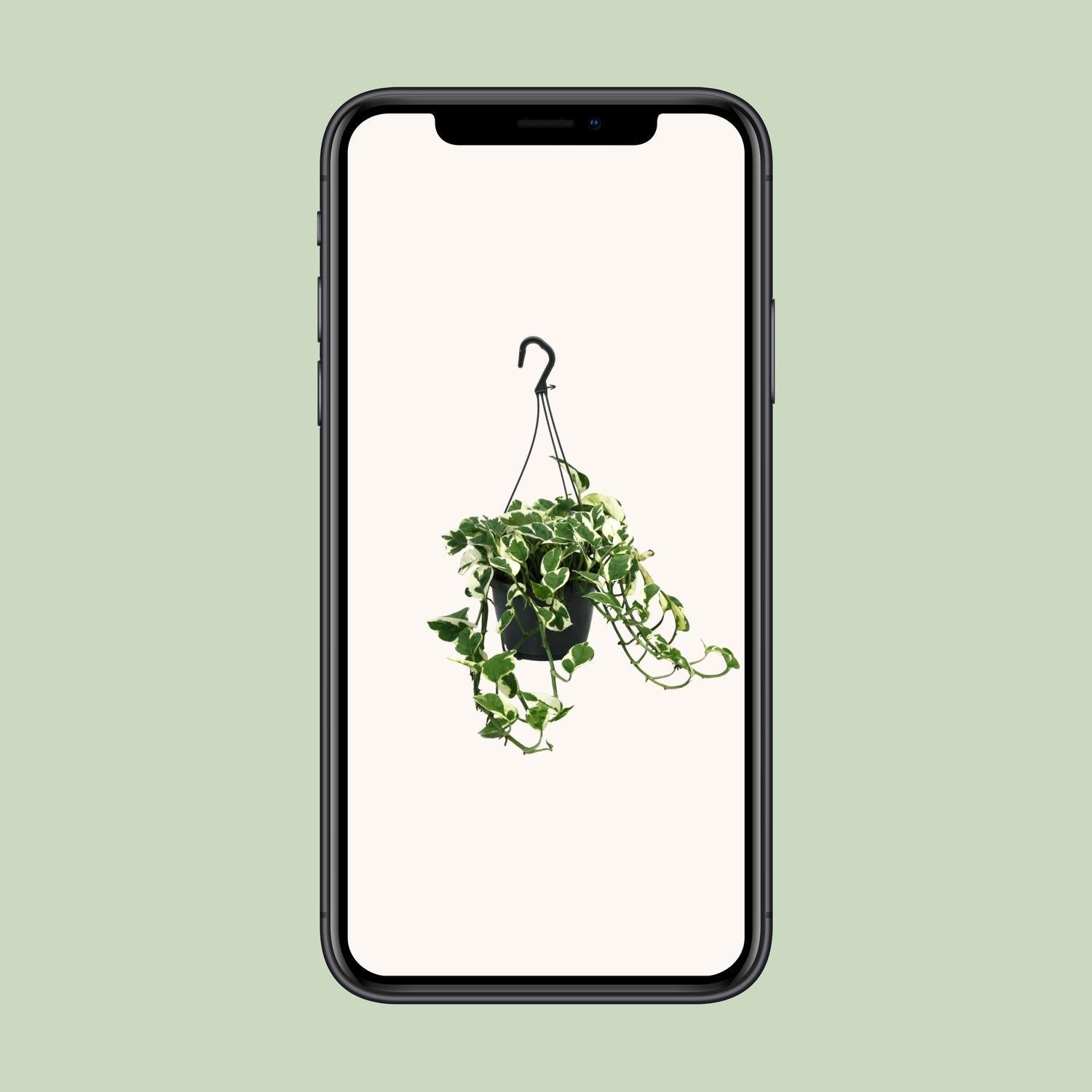 Scindapsus (Epipremnum) N'Joy - Ø15cm - ↕35cm