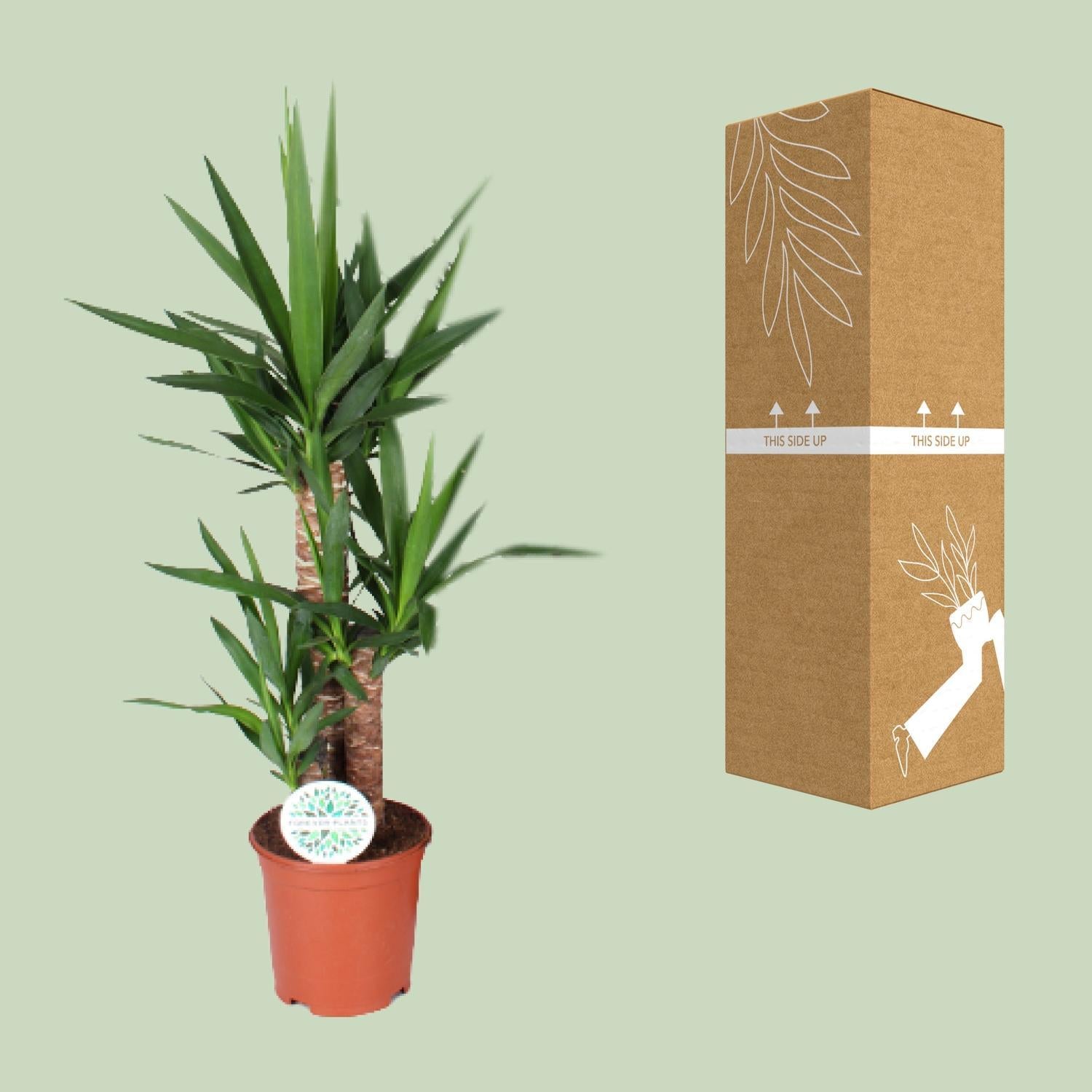 Yucca-Ø21cm - ↕90cm