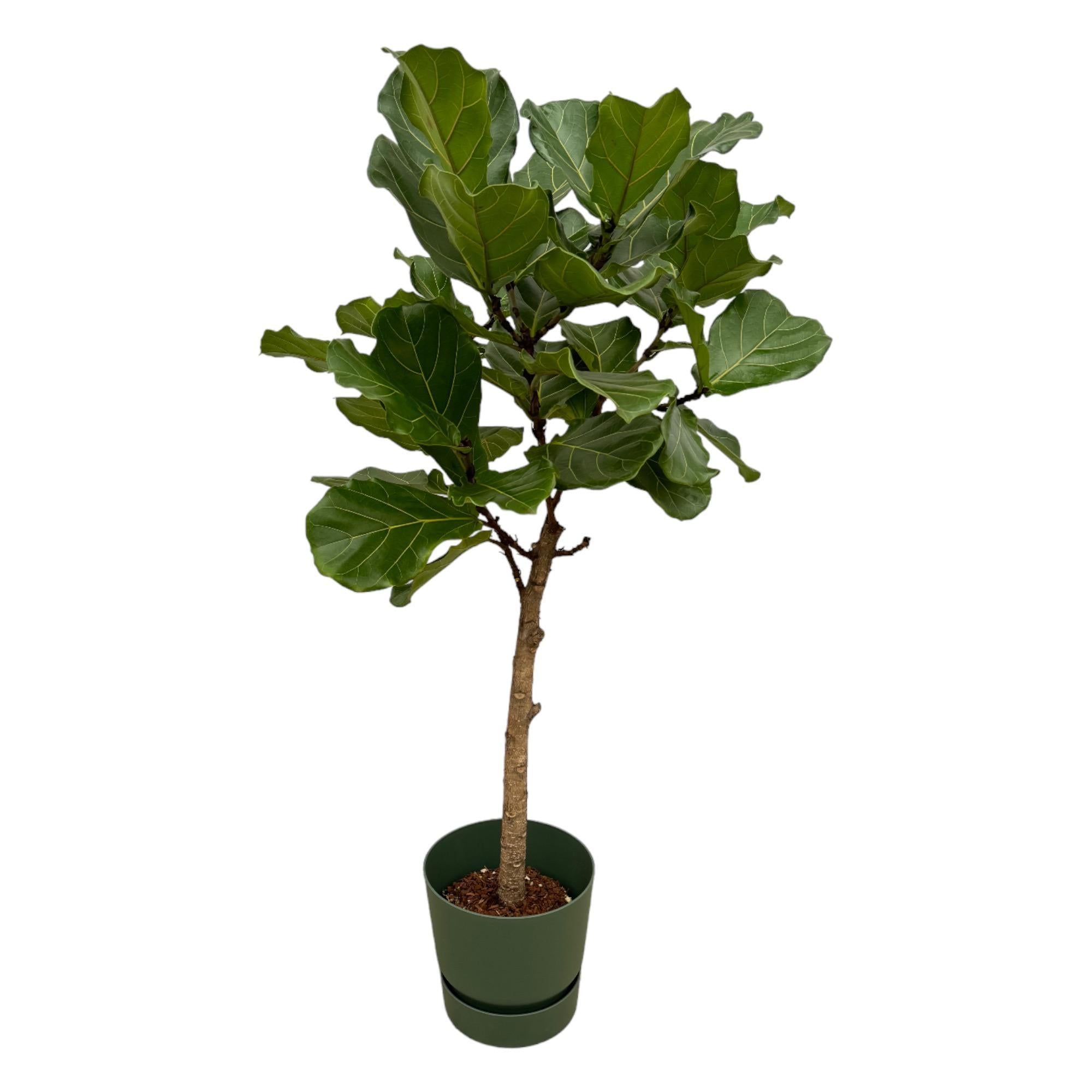 Ficus Lyrata stam inclusief elho Greenville Rond groen - 160 cm - Ø30
