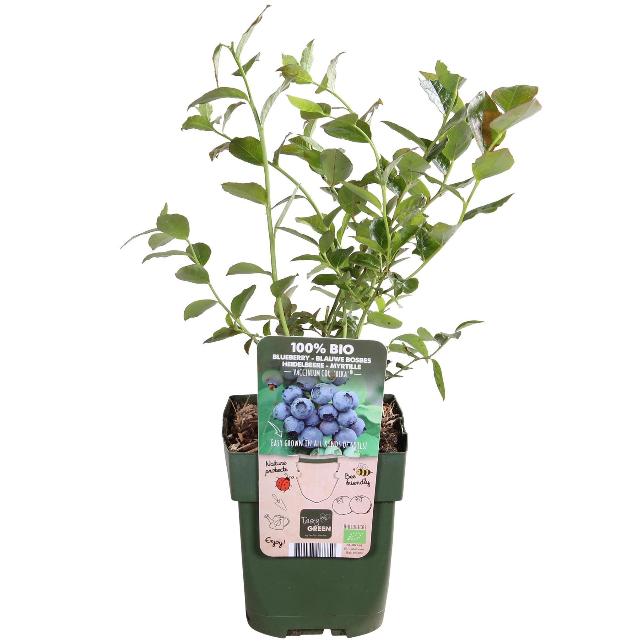 Vaccinium corymbosum 'Reka' - Blauwe bes