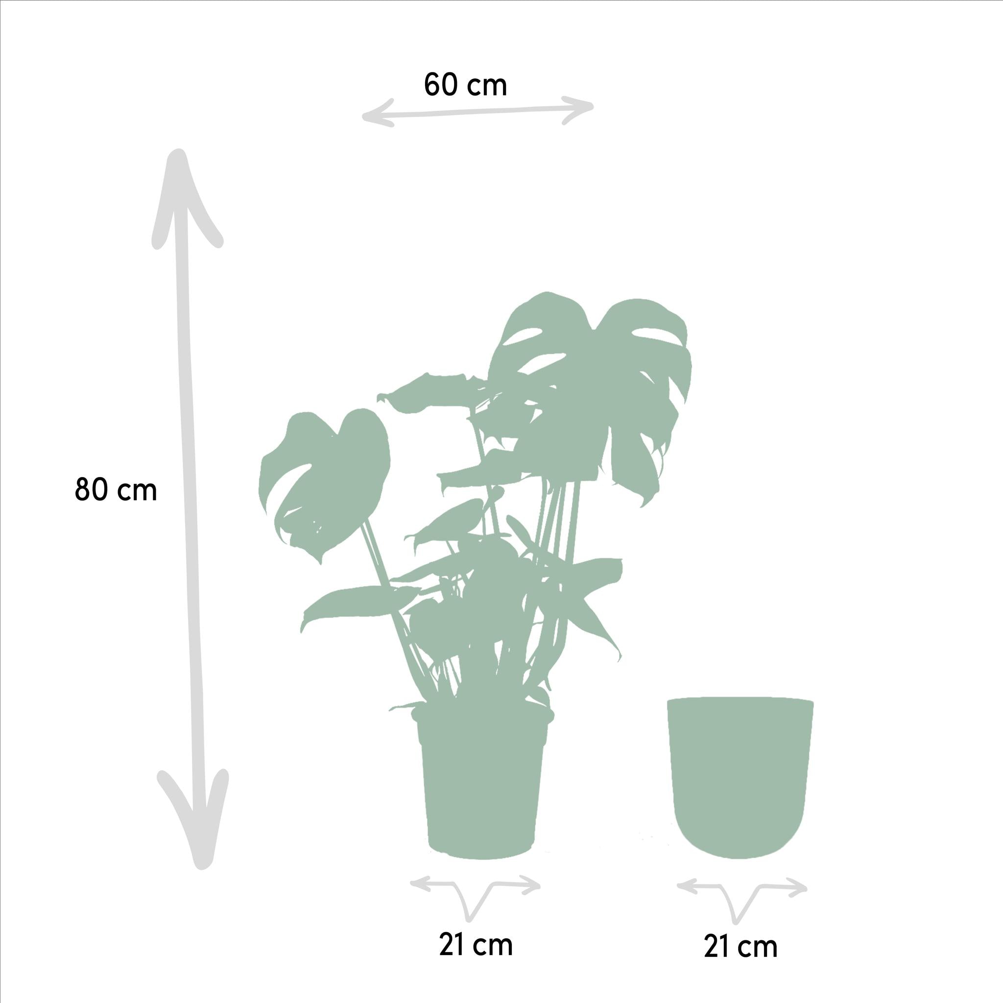 Monstera Deliciosa- ?80cm - Ø21cm + Pot Mayk-lood