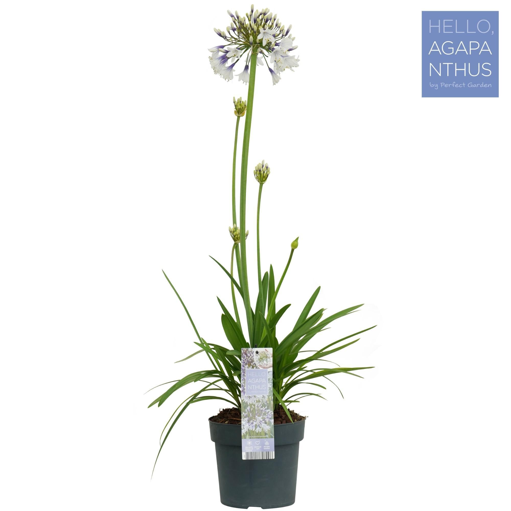 Agapanthus Vuurwerk - Ø19cm - ↕75cm