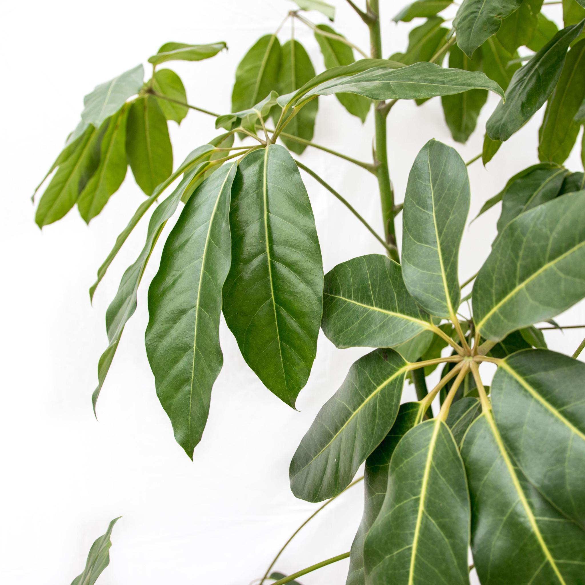 Schefflera Amate XL - 250cm - ø50