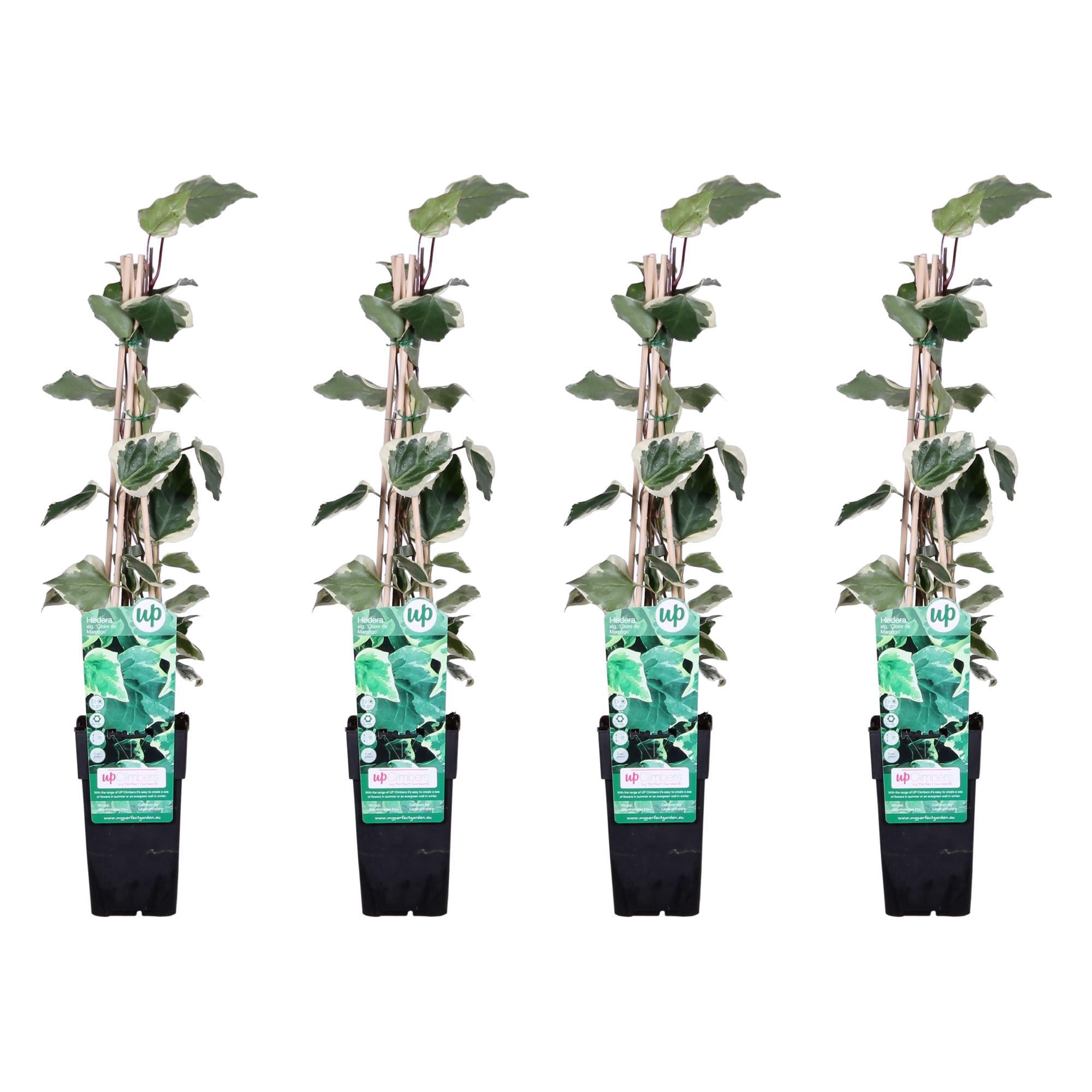 4x - Hedera algeriensis 'Gloire de Maren' - ?65cm - Ø15