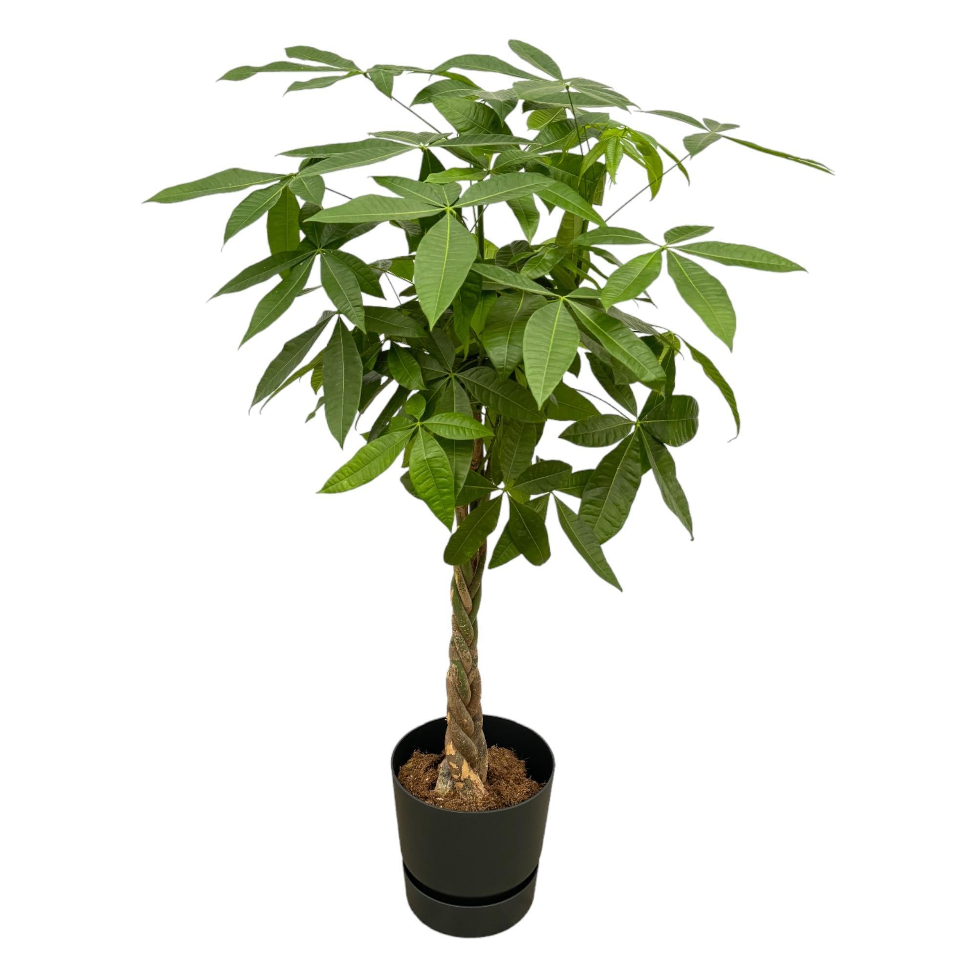 Pachira Aquatica inclusief elho Greenville Rond zwart - 160cm - Ø30