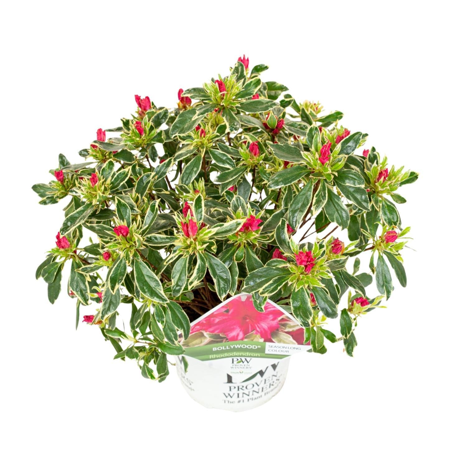 Rhododendron 'Bollywood'® - ?30cm - Ø19cm