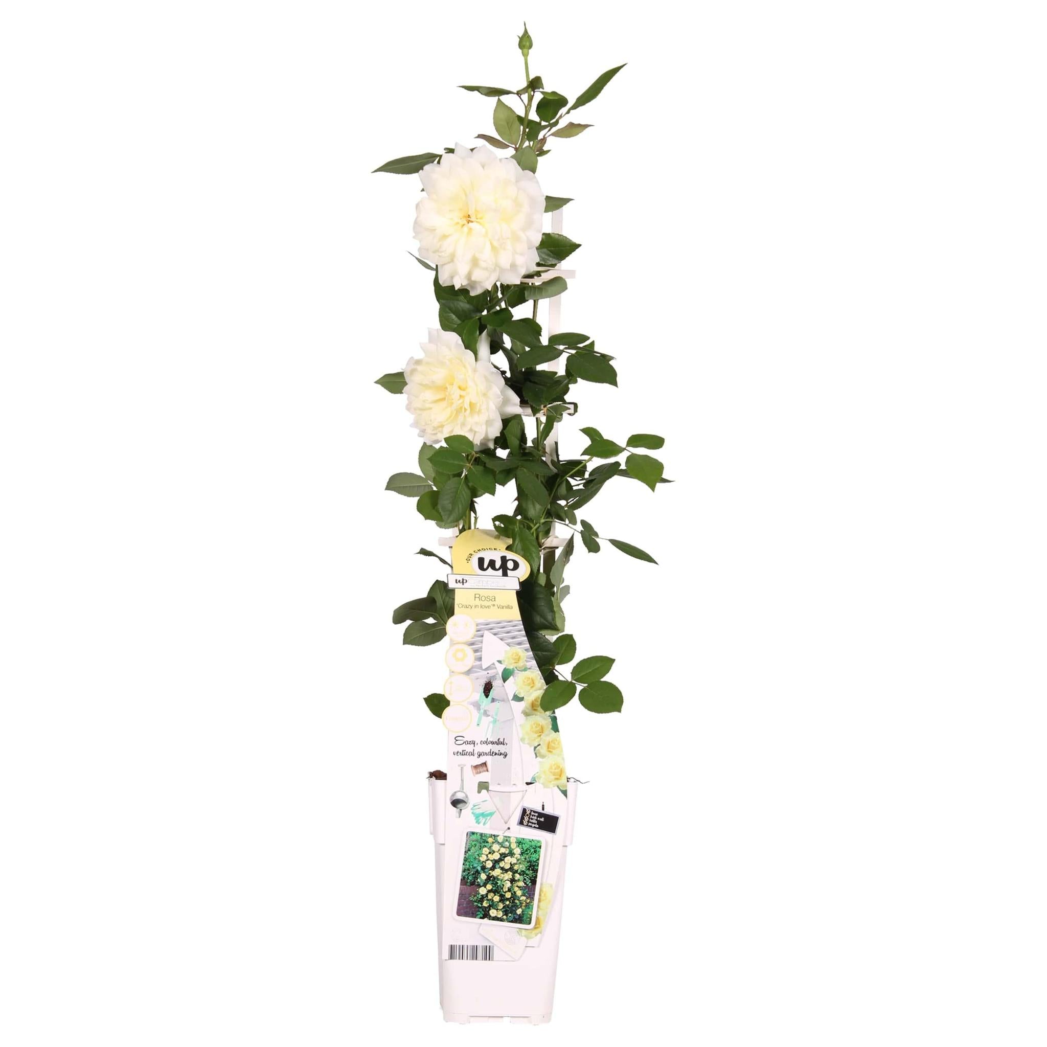 Rosa Crazy in love 'Vanilla' - Crème Roos