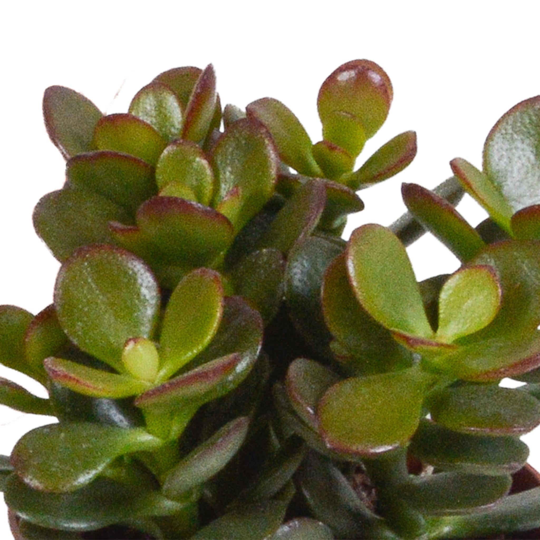 Crassula mix 8,5 cm - 3x - in witte pot