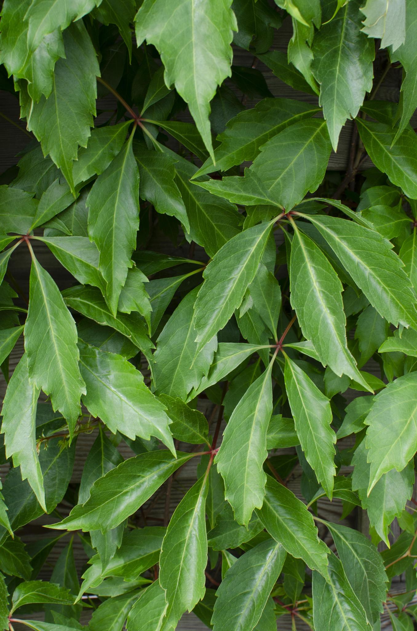 3x - Parthenocissus q. var. 'Engelmannii' - ?65cm - Ø15