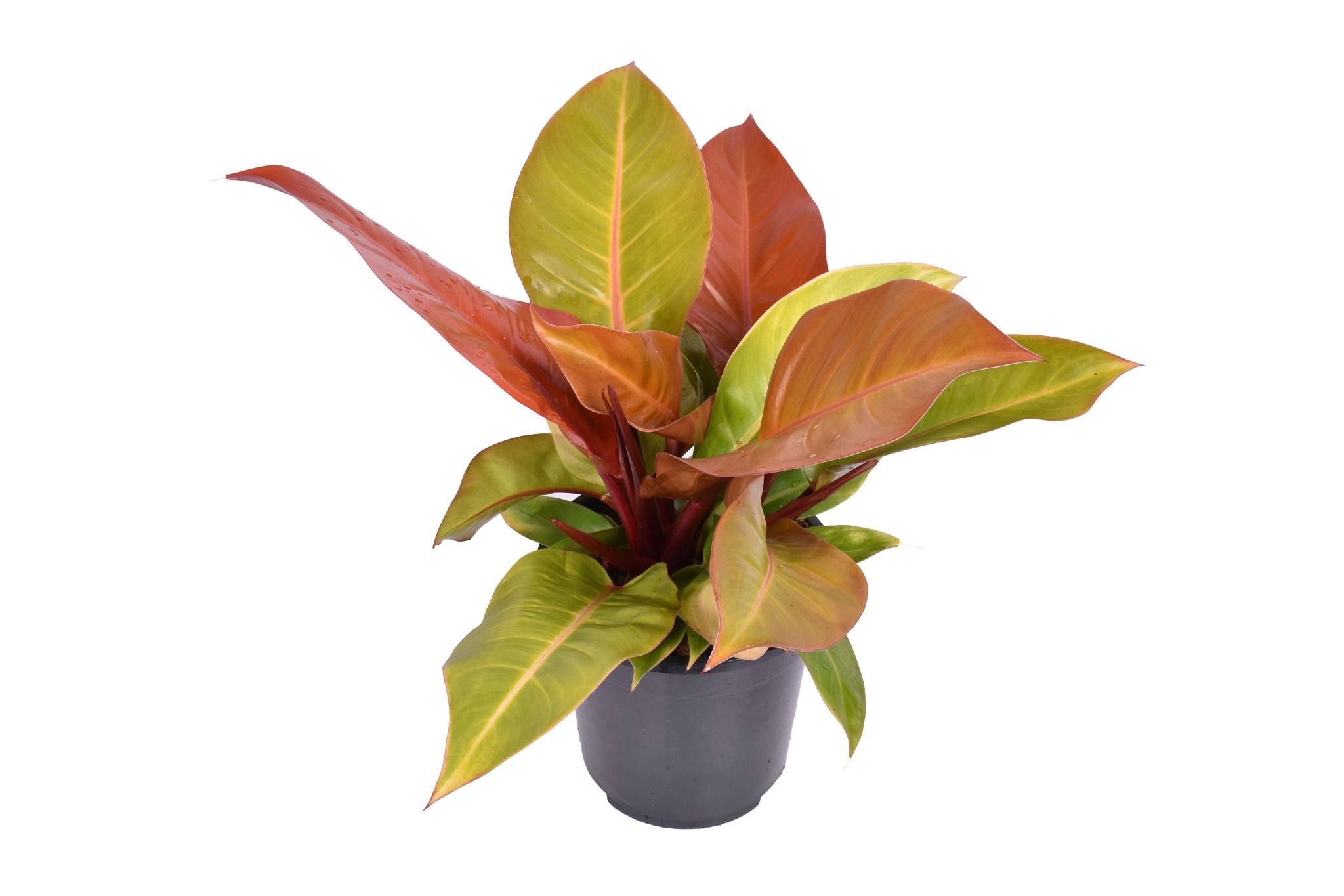 Philodendron Prins van Oranje - Ø19cm - ↕60cm
