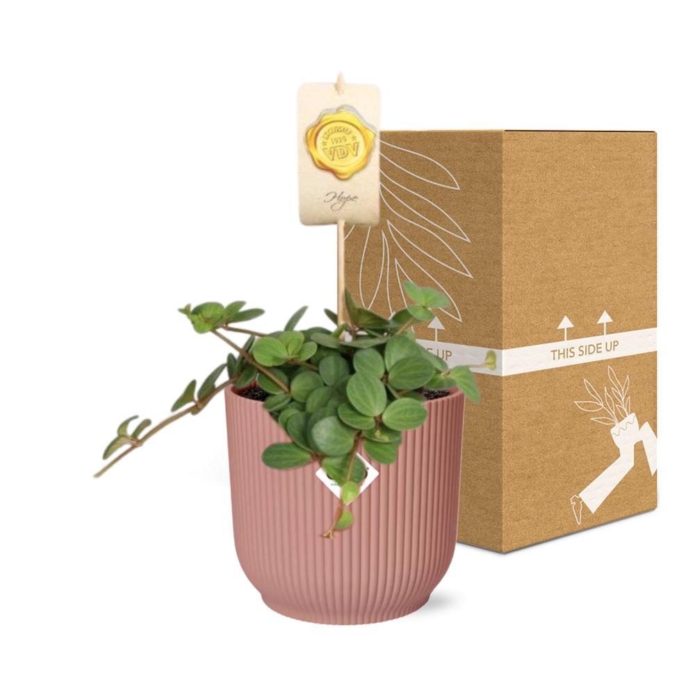 Peperomia 'Hope' in ELHO Vibes Fold 14cm roze