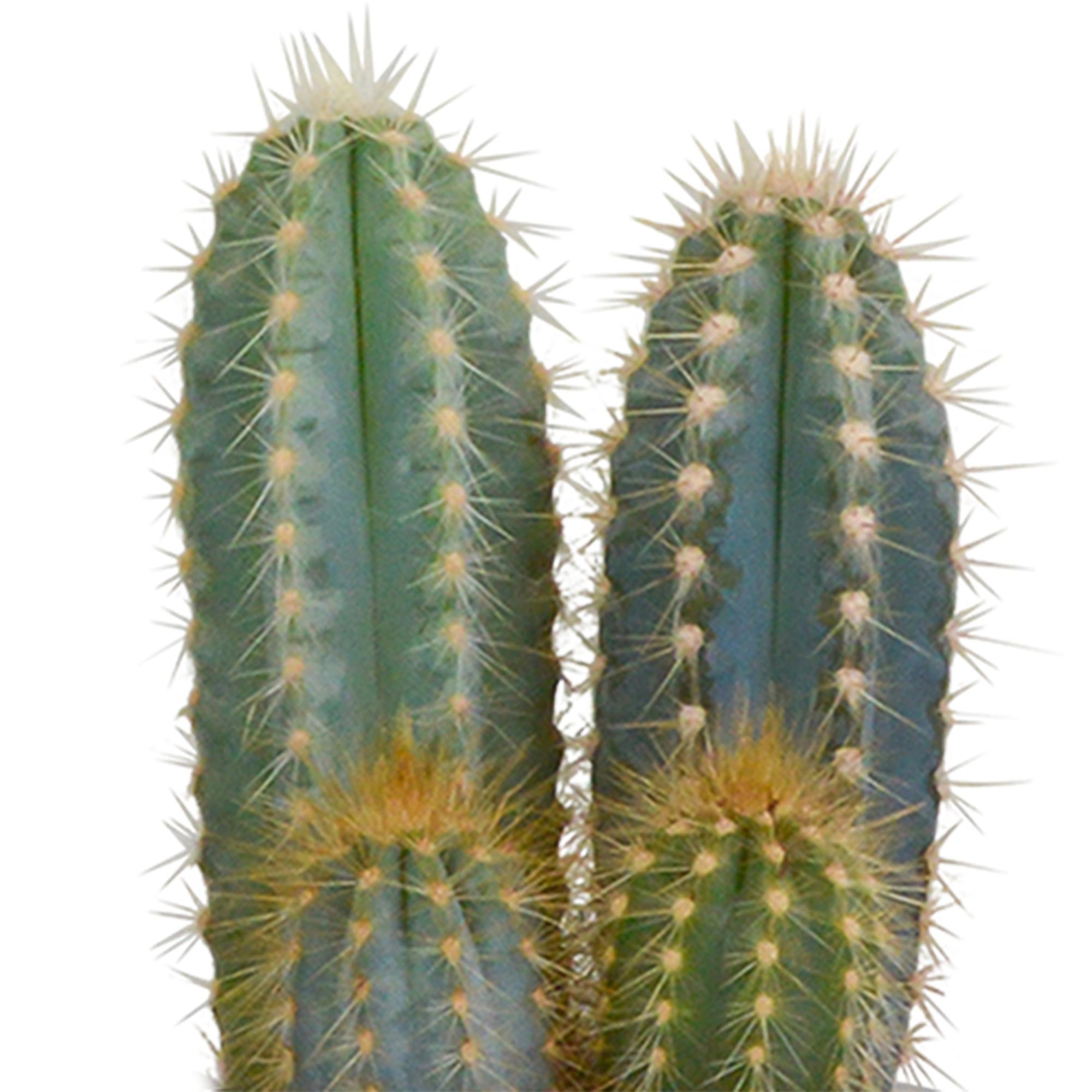 Kaktusmischung 8,5 cm - 3x - im Terrakottatopf