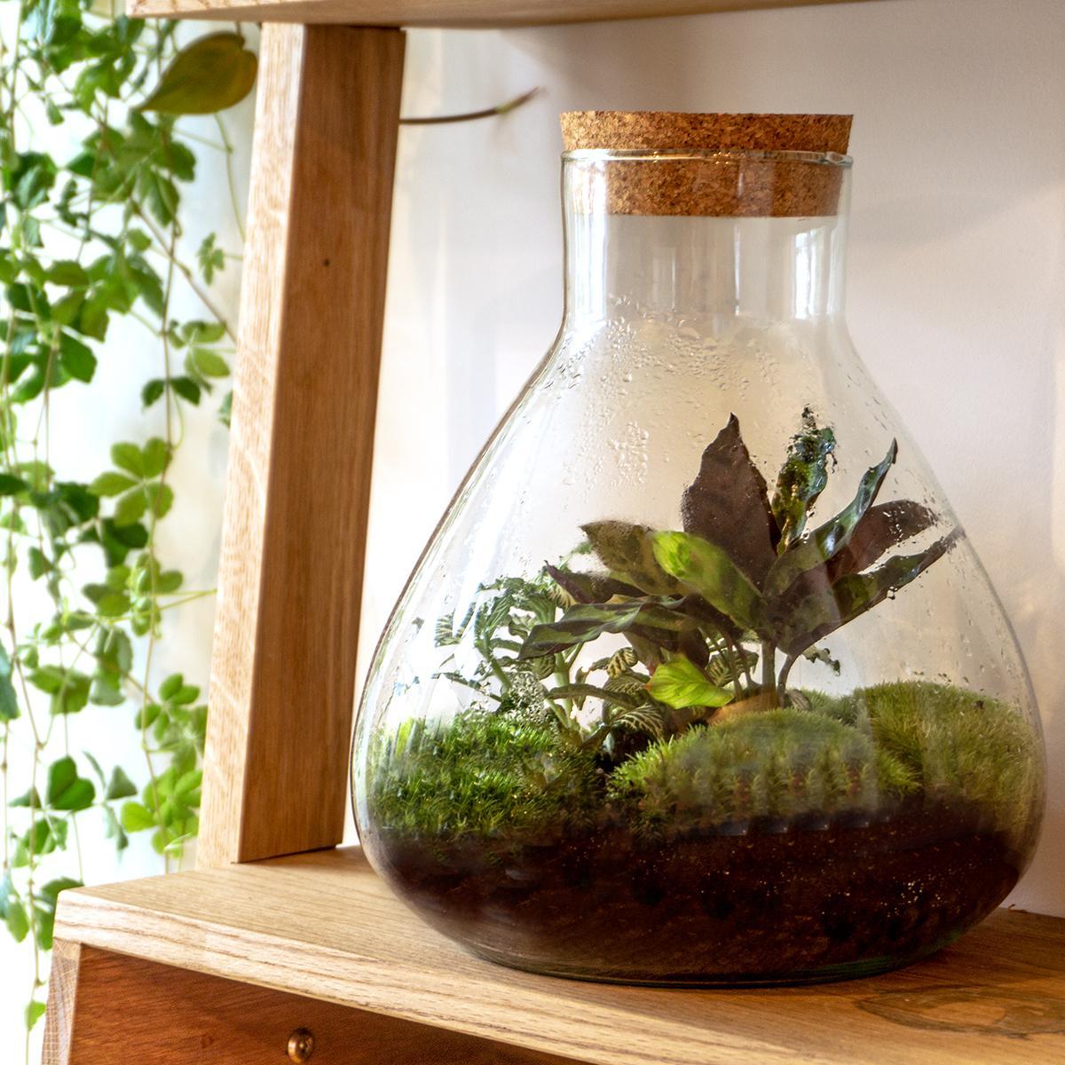 Terrariumfles - Model: Sammie - Gesloten terrarium ↑ 26,5 cm