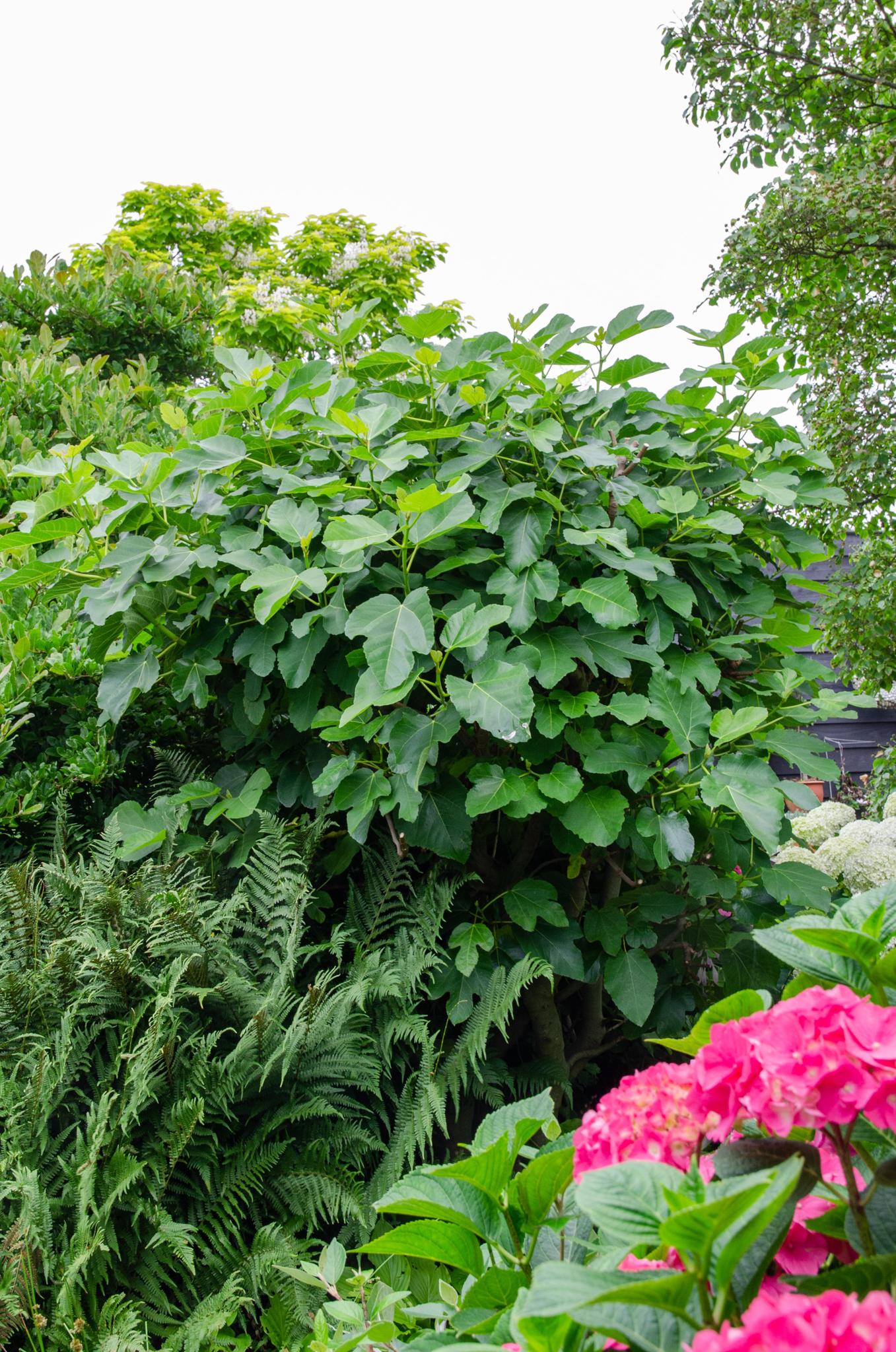 Ficus Gustissimo Perretta - Ø13 -?45cm