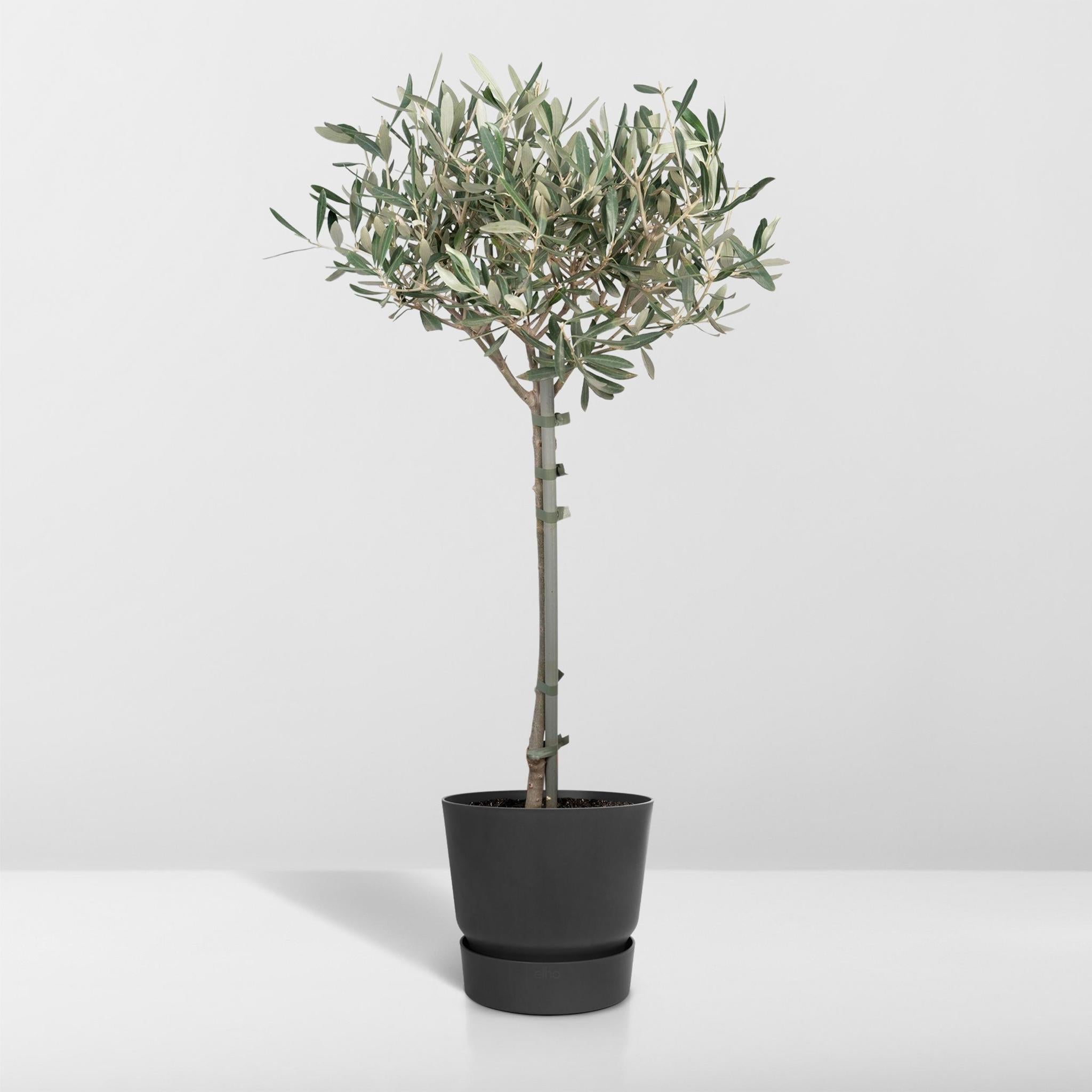 Olijf - Ø19cm - ↕90cm