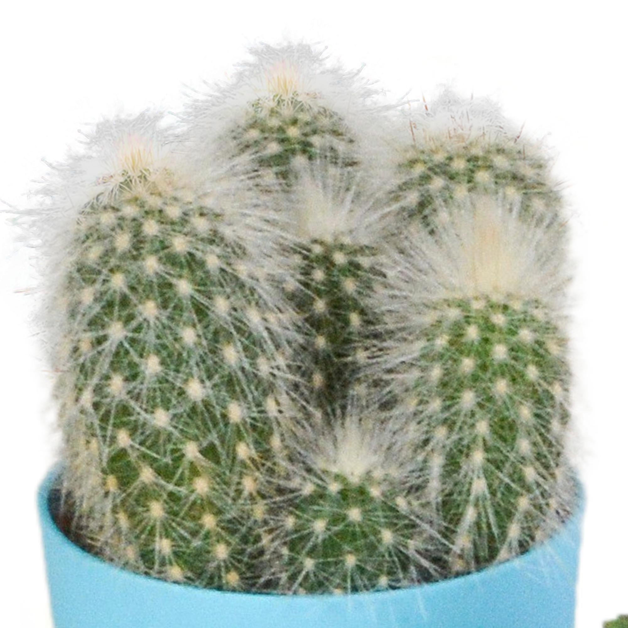 Kaktusmischung 5,5 cm - 5x - im farbigen Kunststofftopf