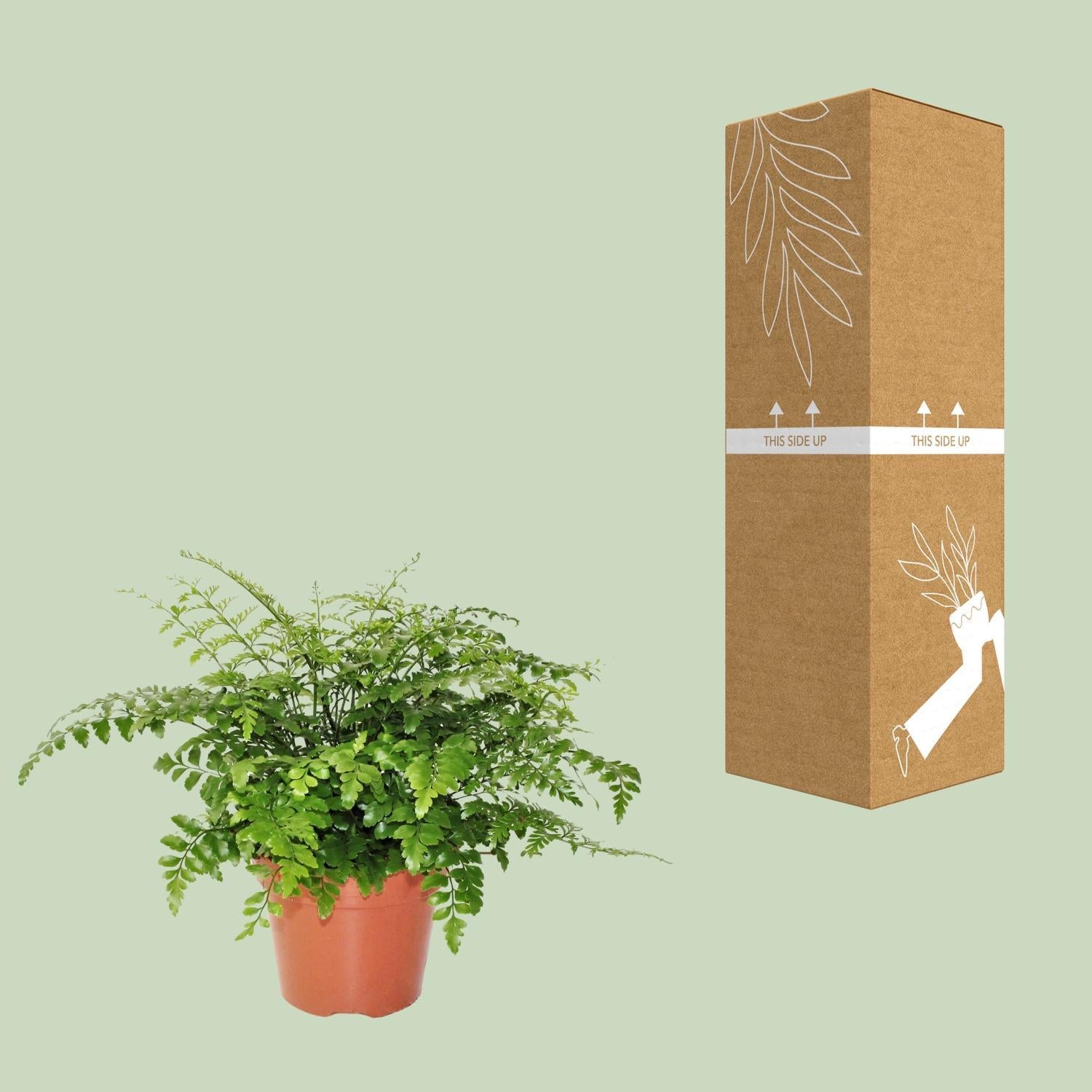 Asplenium Parvati Ø17cm - ↕30cm