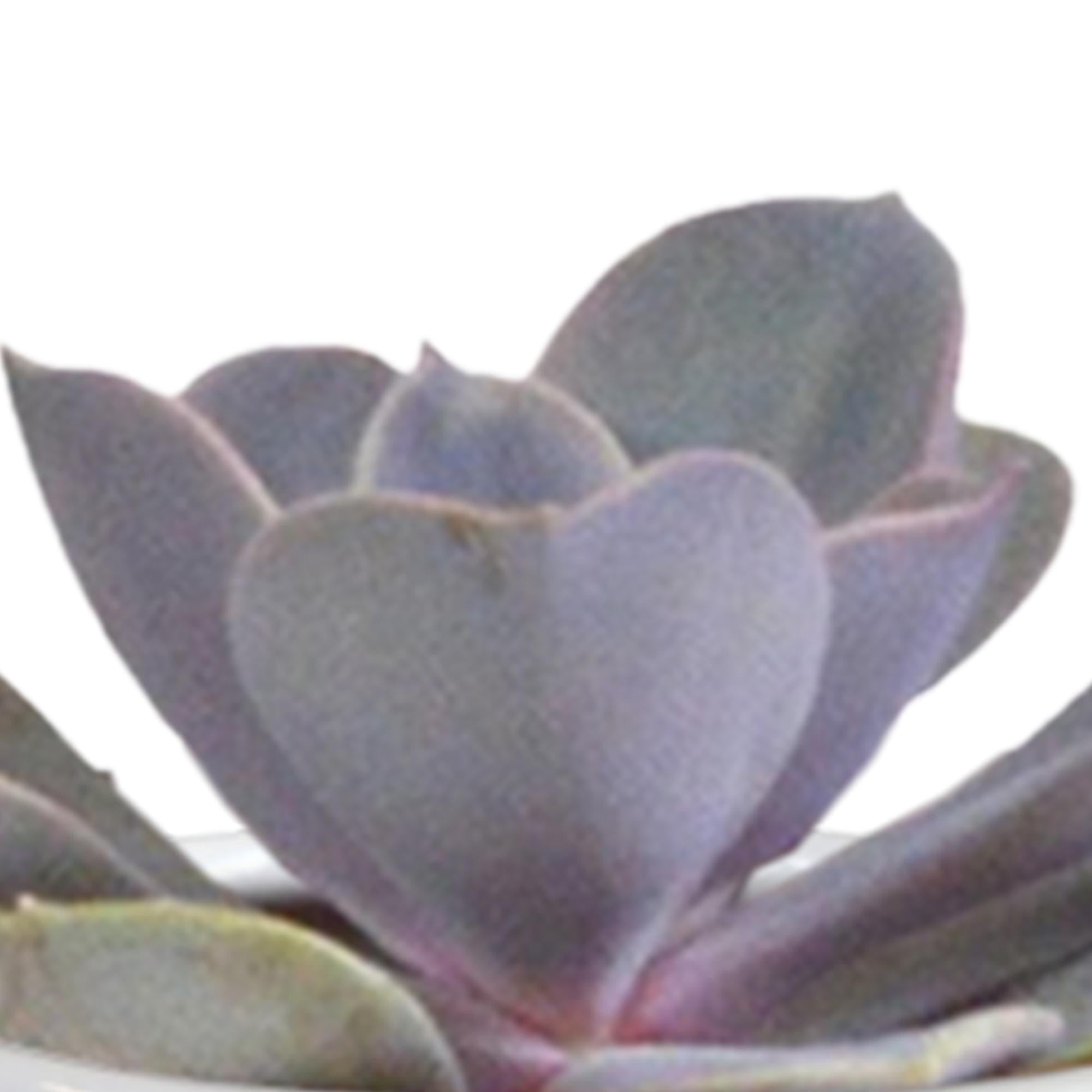 Cactus en vetplanten mix 5,5 cm | 15 Stück – im weißen Topf