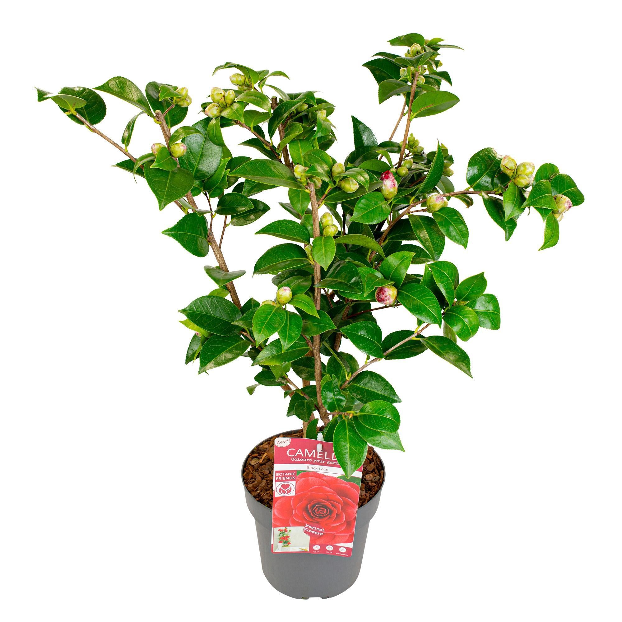 Camellia Japans 'Black Lace' - ?65cm - Ø19cm