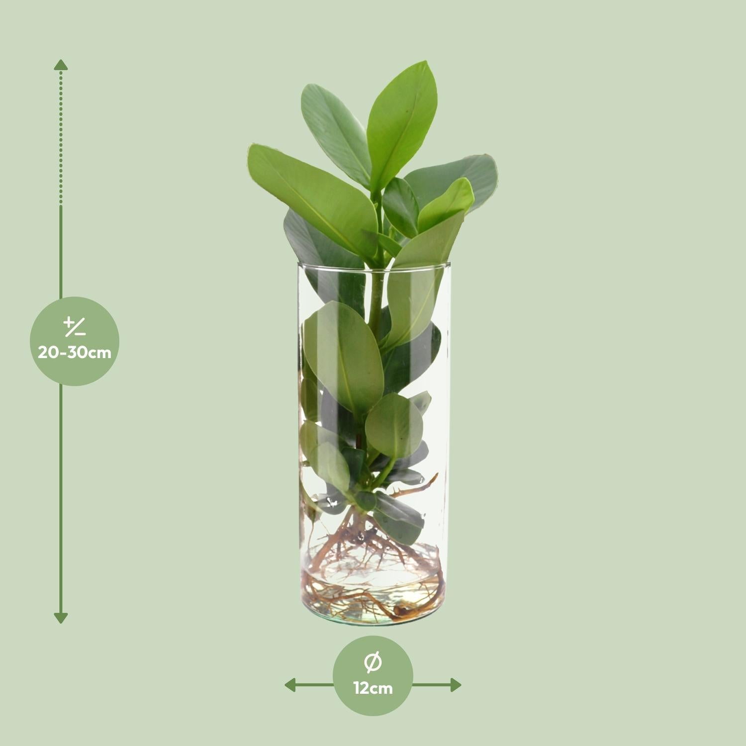 Clusia In Cilinder Glas - Ø12cm - ↕30cm