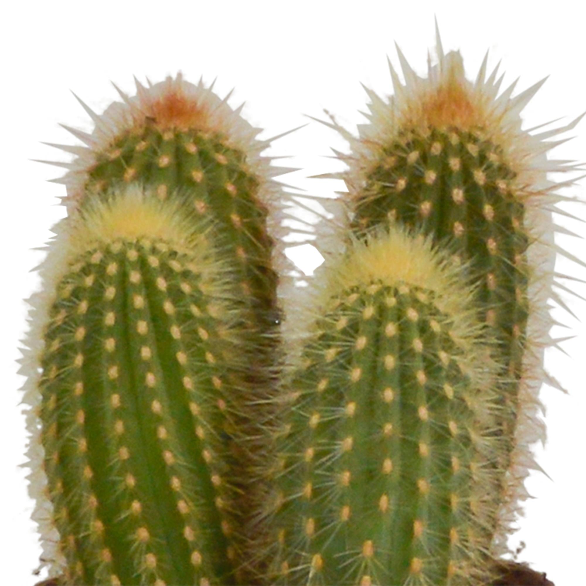 Cereus mix 10,5cm - 3x - in terracotta pot