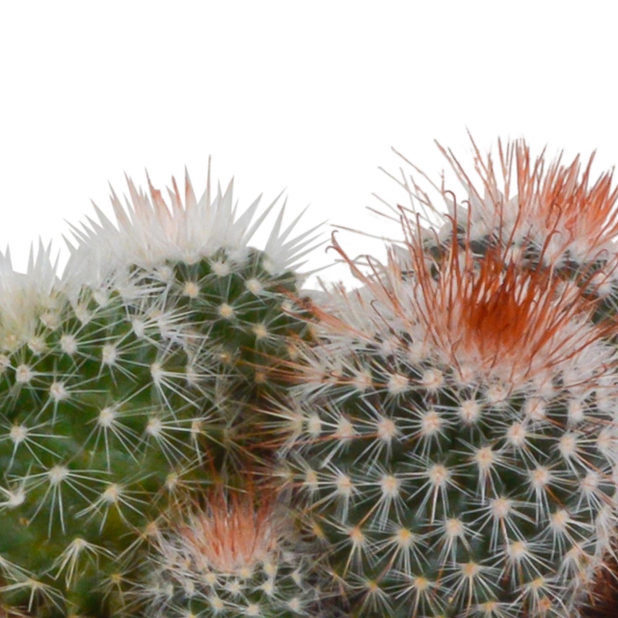 Bolcactusmix 8,5 cm | 3 stuks - in witte pot