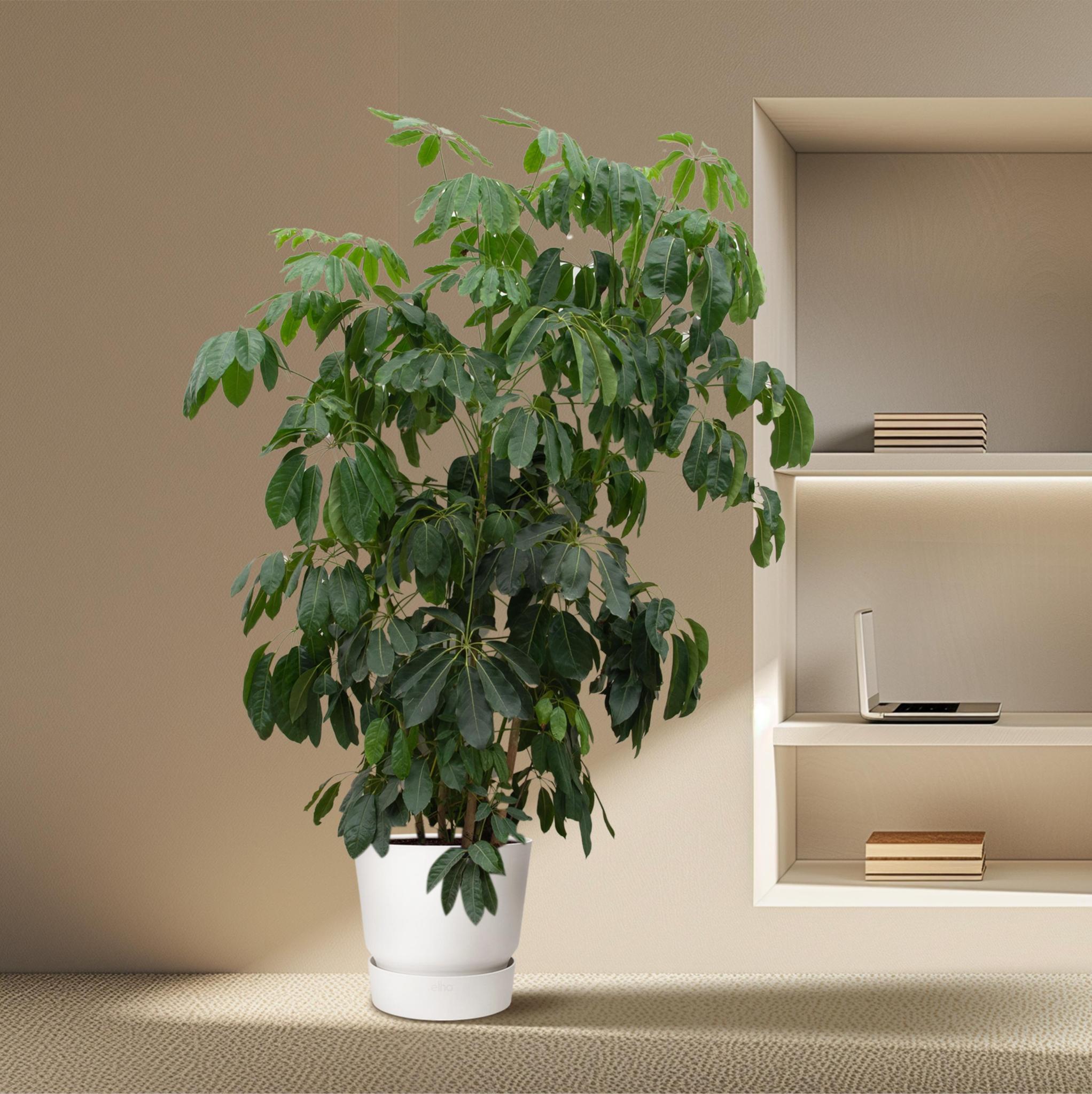 Schefflera Amate XL - 250cm - ø50