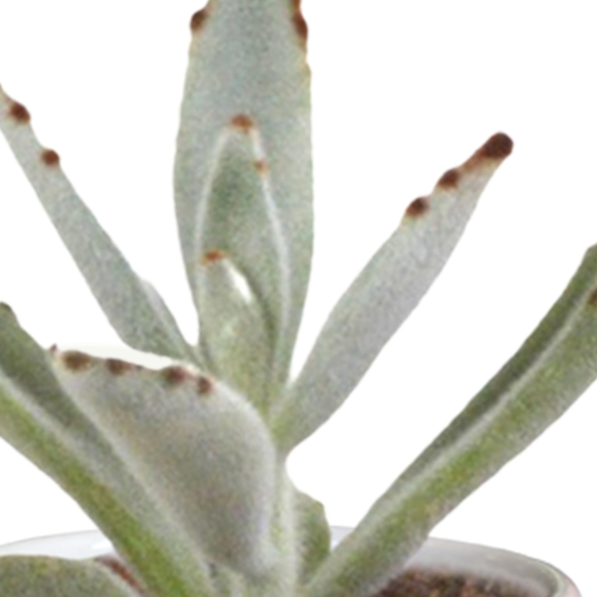 Cactus en vetplanten mix 5,5 cm | 15 Stück – im weißen Topf
