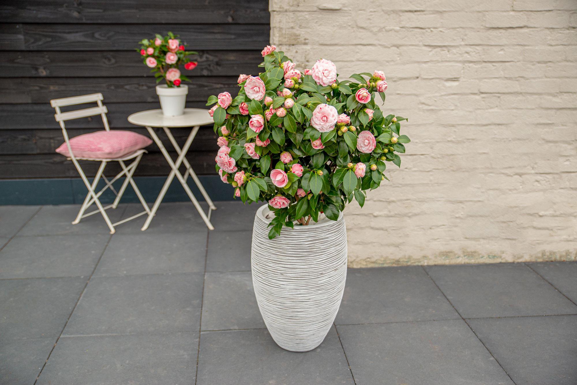 Camellia japonica Bonomiana - Ø19 - ?65cm