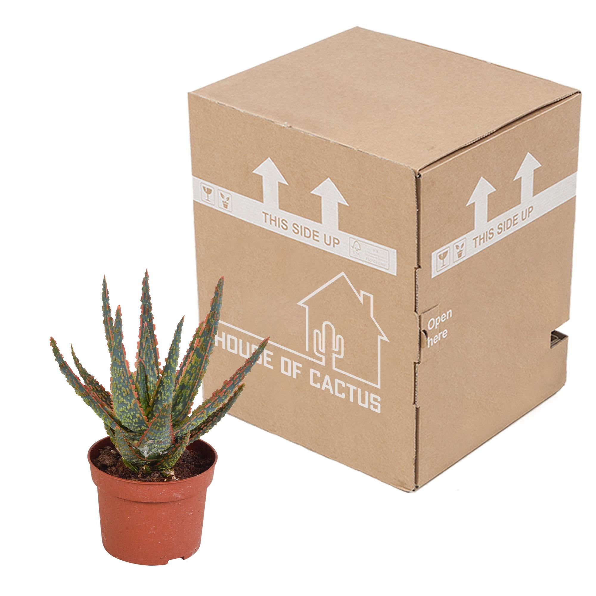 Aloë zebrina Dannyz 10,5cm - zonder pot