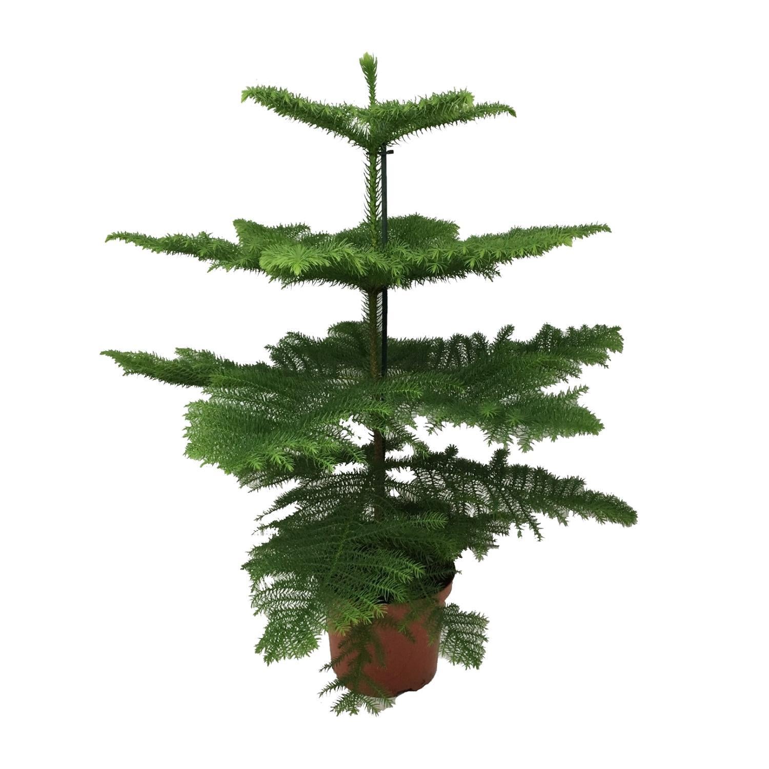 Araucaria Heterophylla - Ø21 - ?70cm