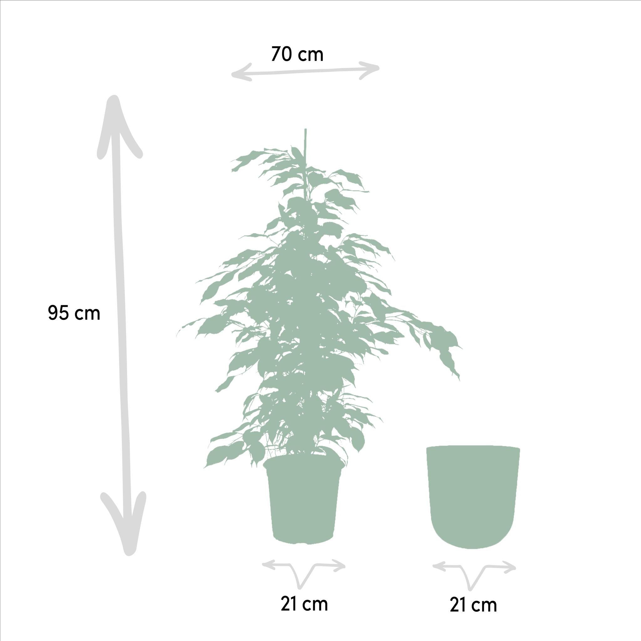 Ficus benjamina Danielle - Ø21cm - ↕95cm + Pot Mayk Lood
