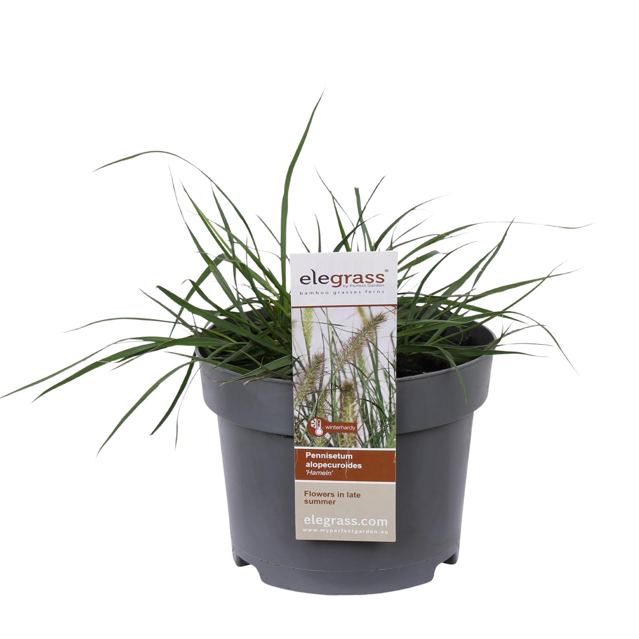 Pennisetum alopecuroides 'Hameln' - Ø19 - ?40cm