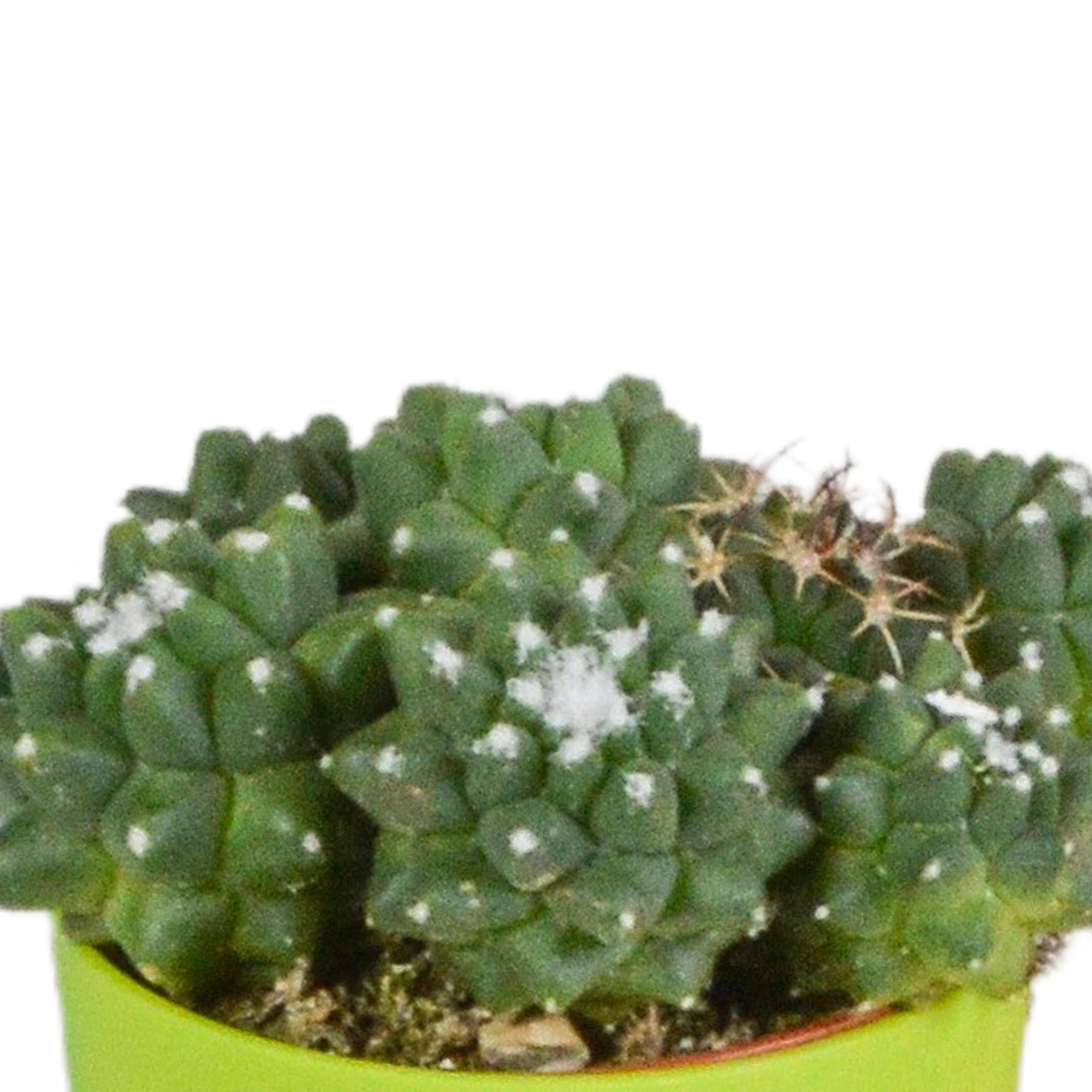 Kaktusmischung 5,5 cm - 5x - im farbigen Kunststofftopf