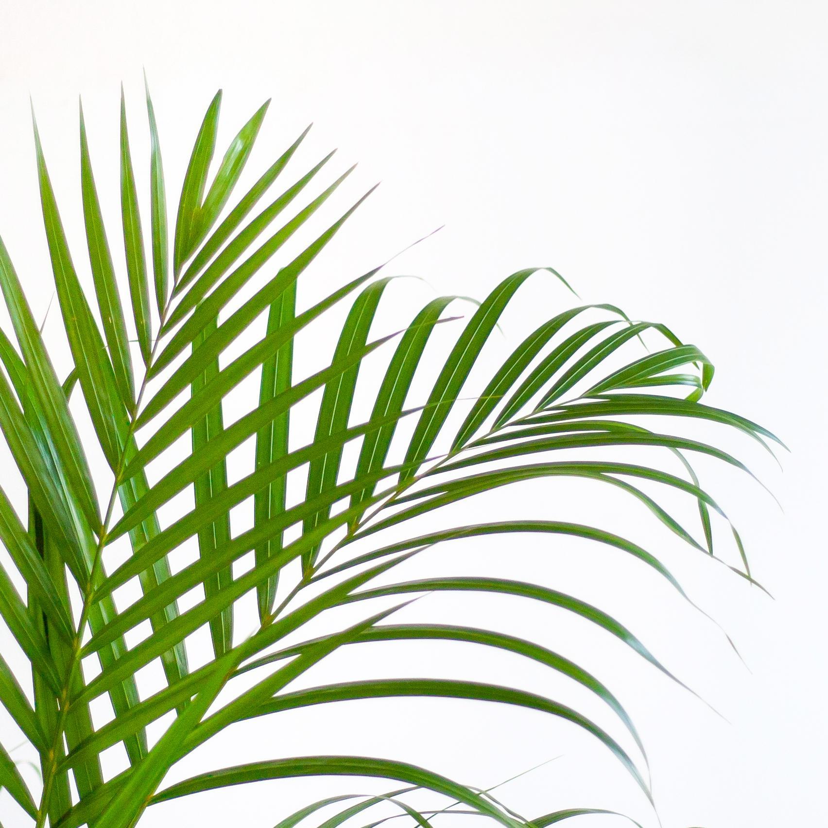 Arecapalm (Dypsis) met Sofia mand naturel - 100cm - Ø21