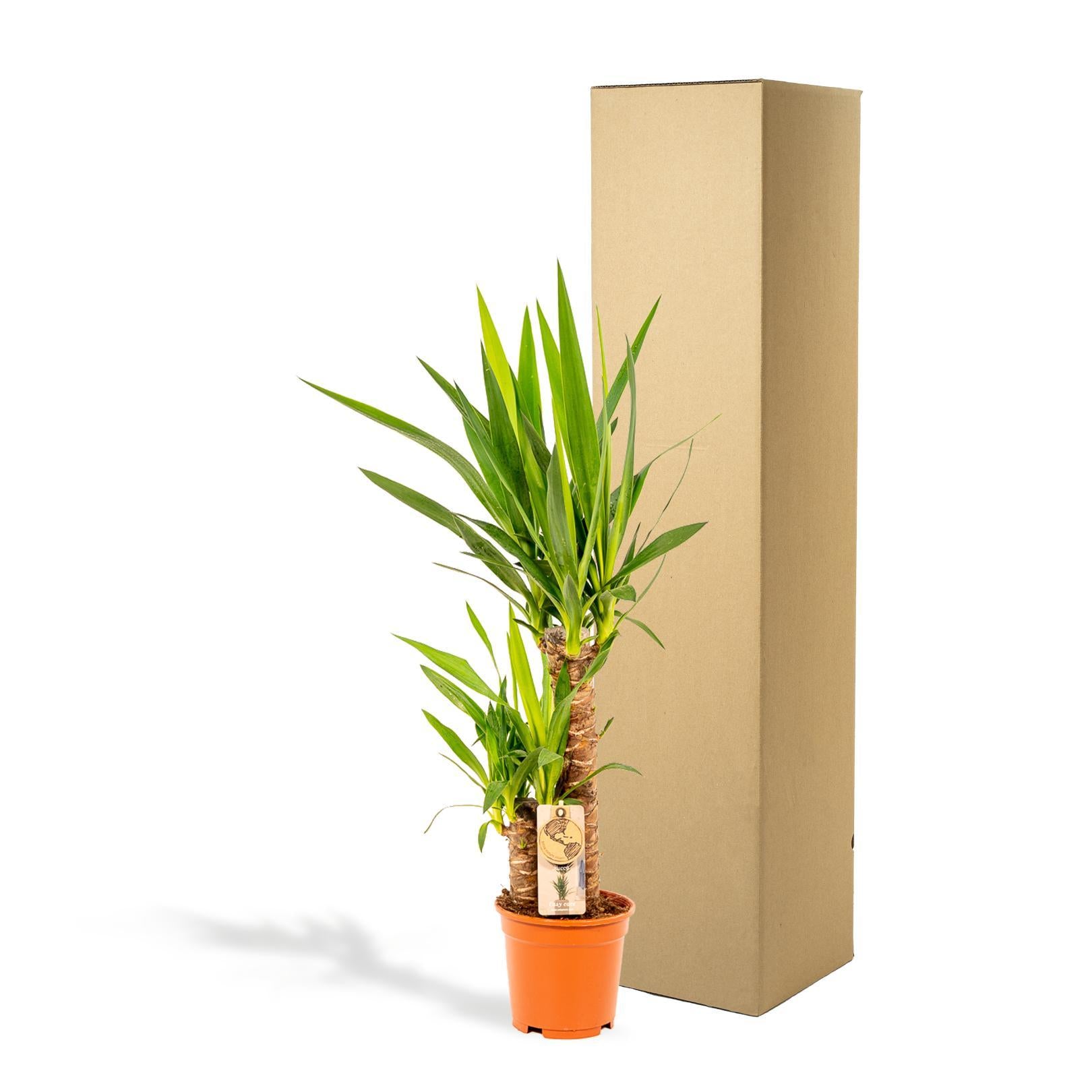 Yucca-Ø17cm - ↕90cm