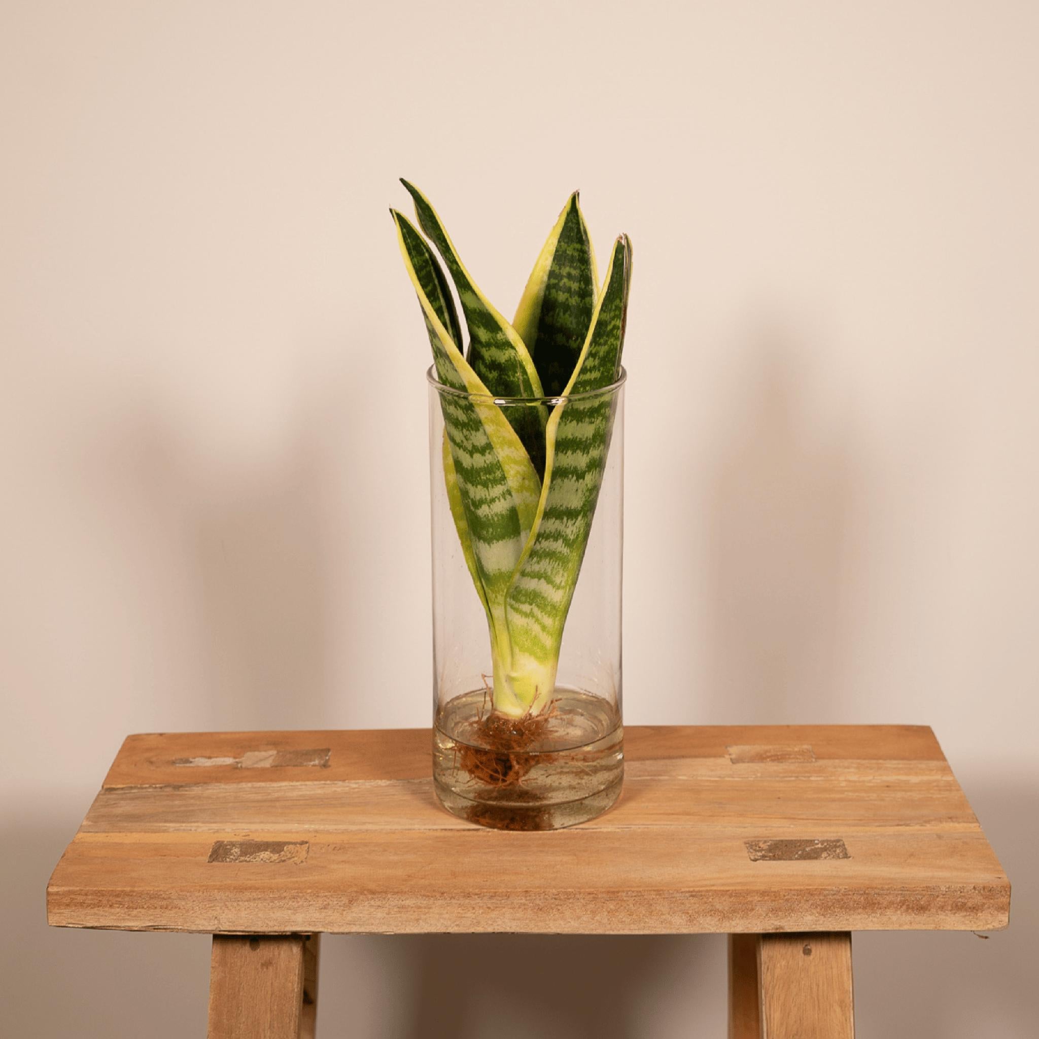 Sanseviera in Cilinderglas - Ø12cm - ↕30cm